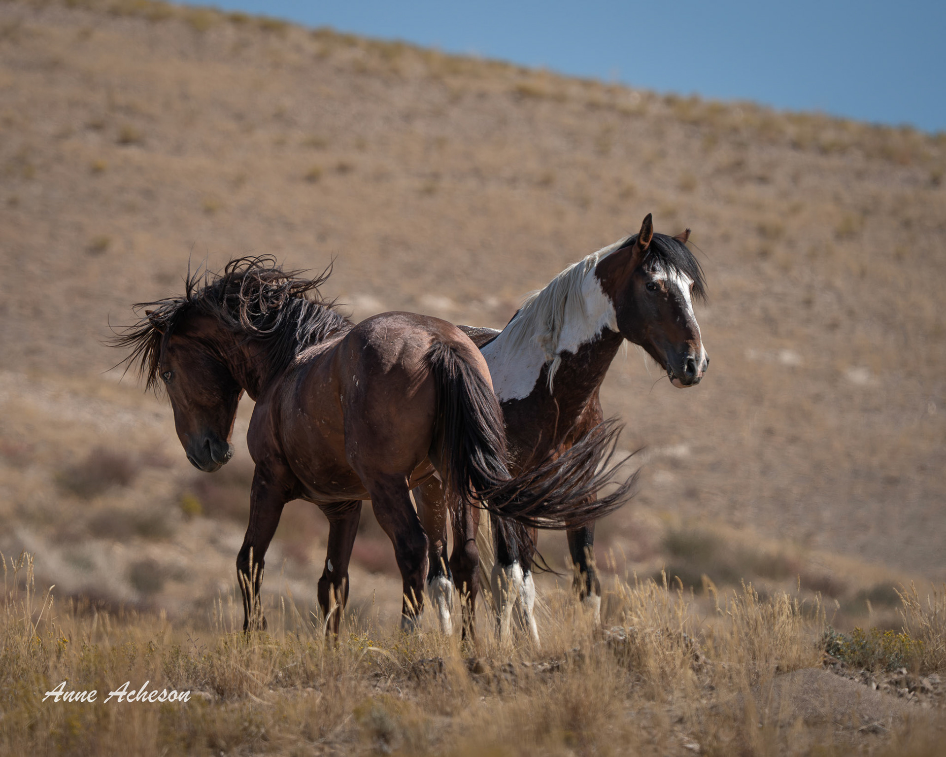 Onaqui Challenge - 25029