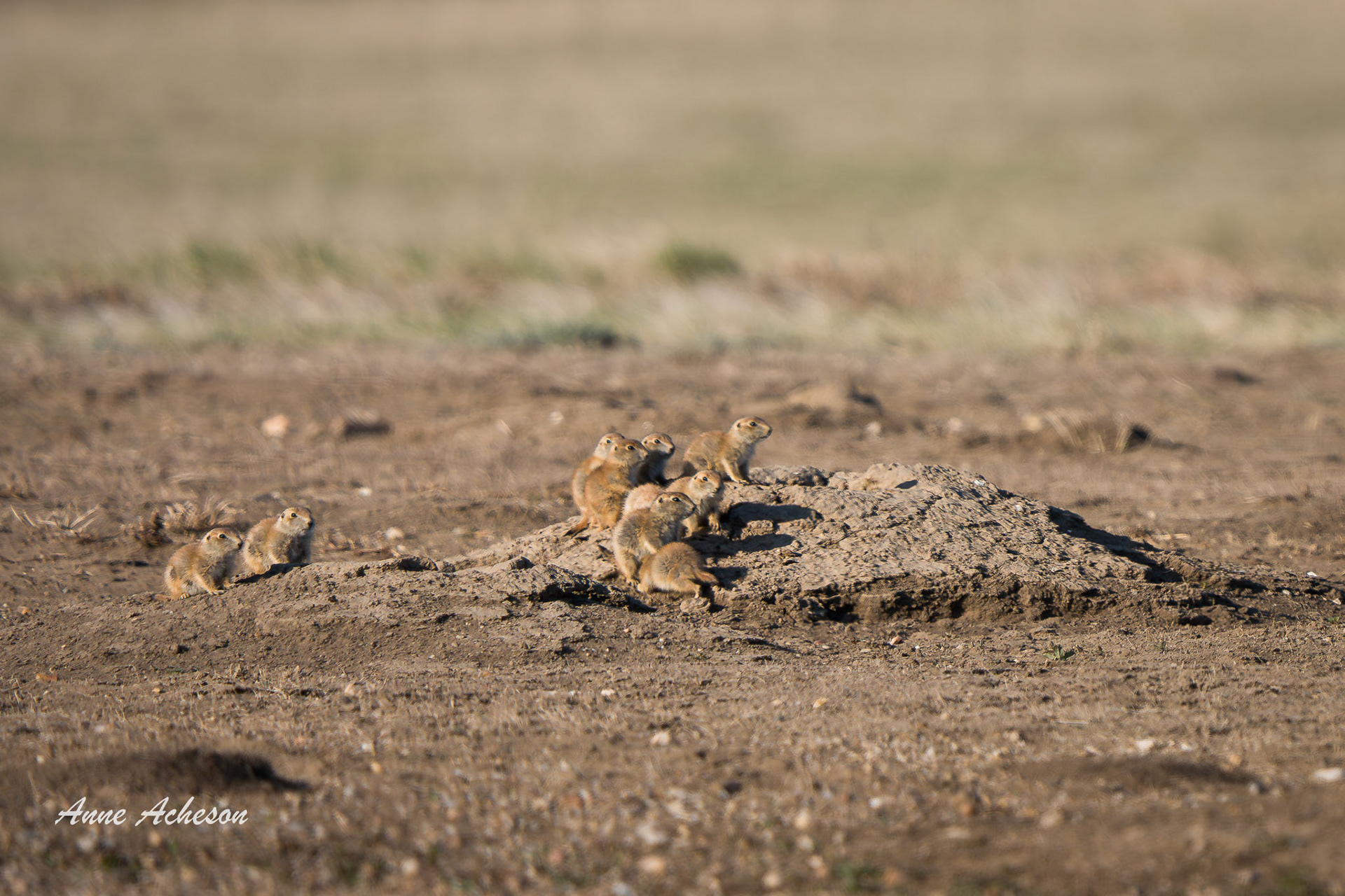 Prairie Dog Kids - 26051