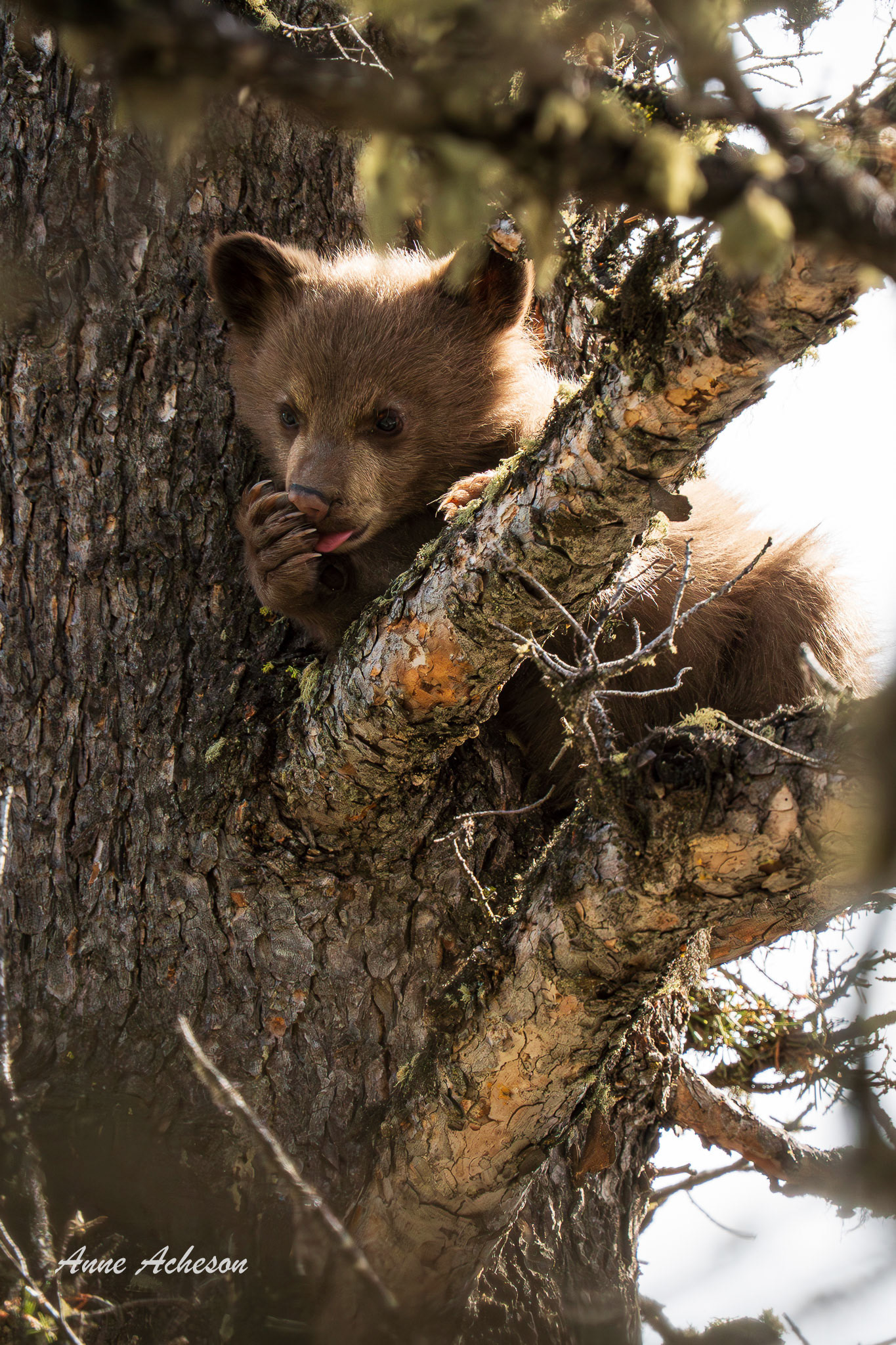Cinnamon Cub II
