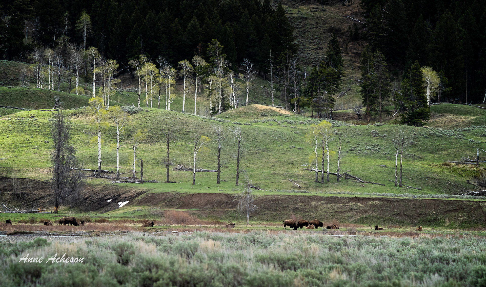 Bison Spring - 25098