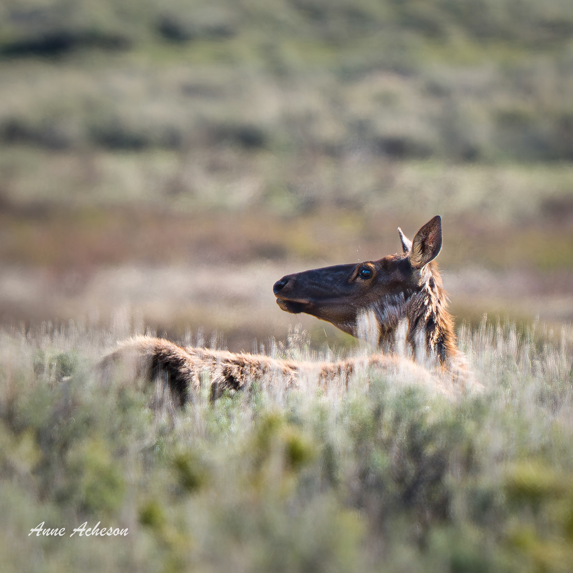 Cow Elk - 26062