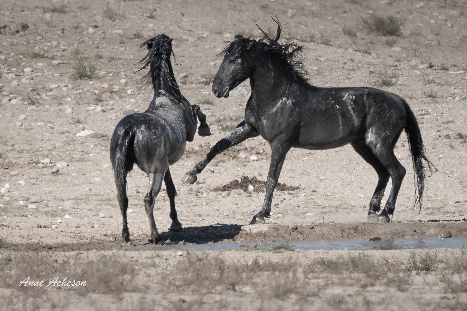 Waterhole Scuffle - 25106