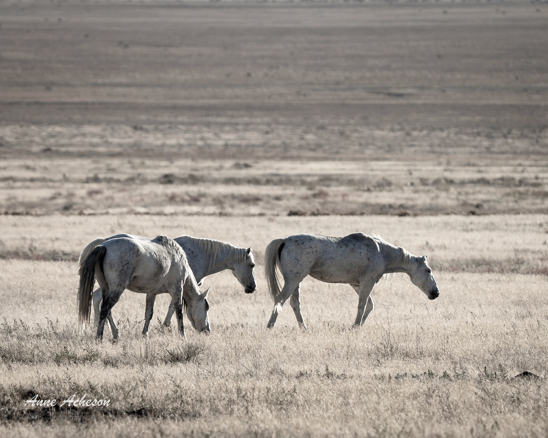 Onaqui Morning Grays - 25069