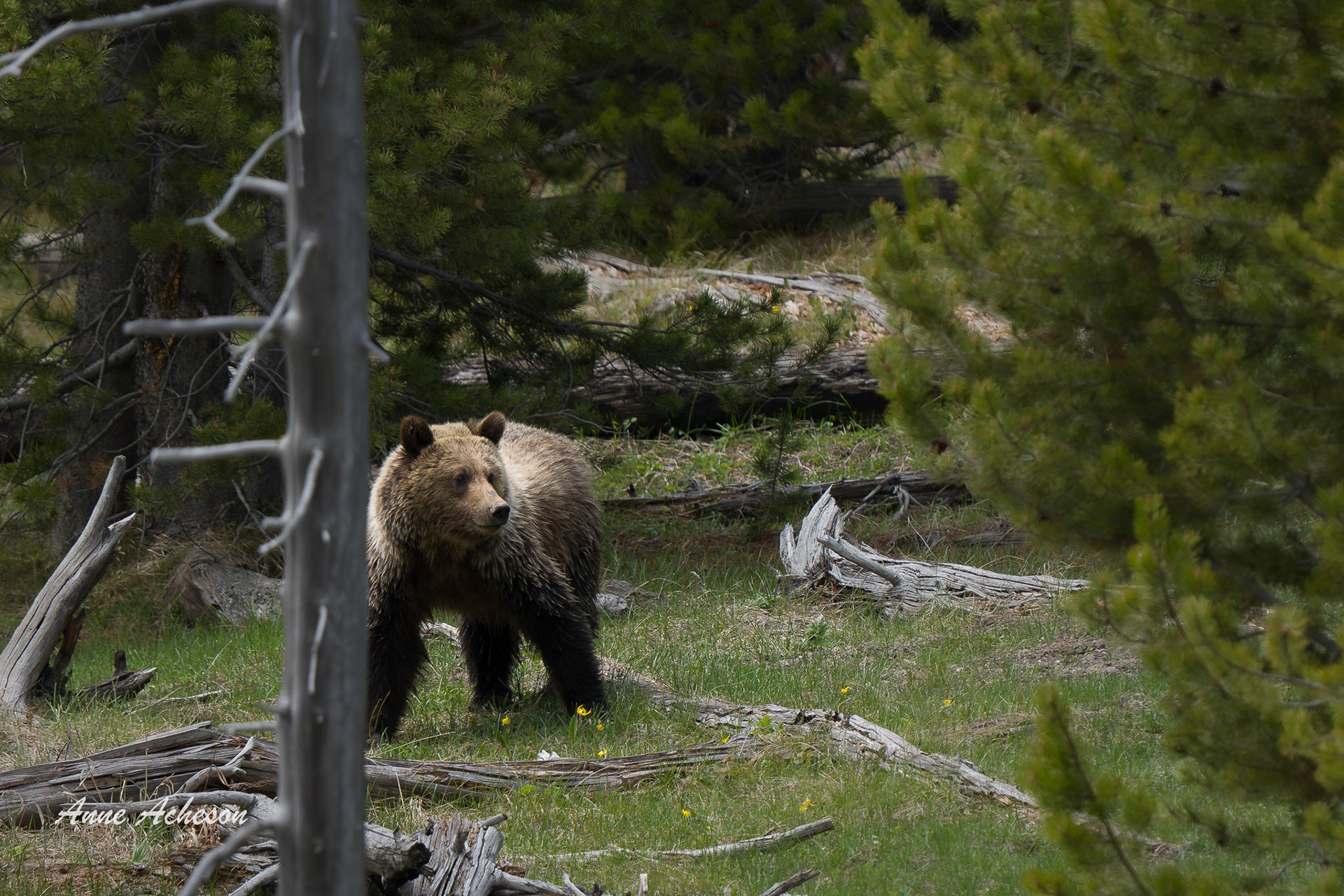 Norris Grizzly - 26055