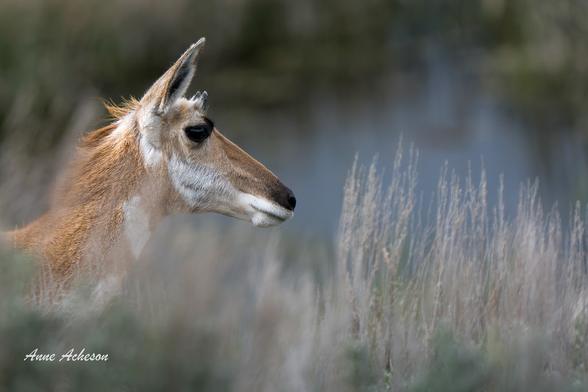 Pronghorn - 26069