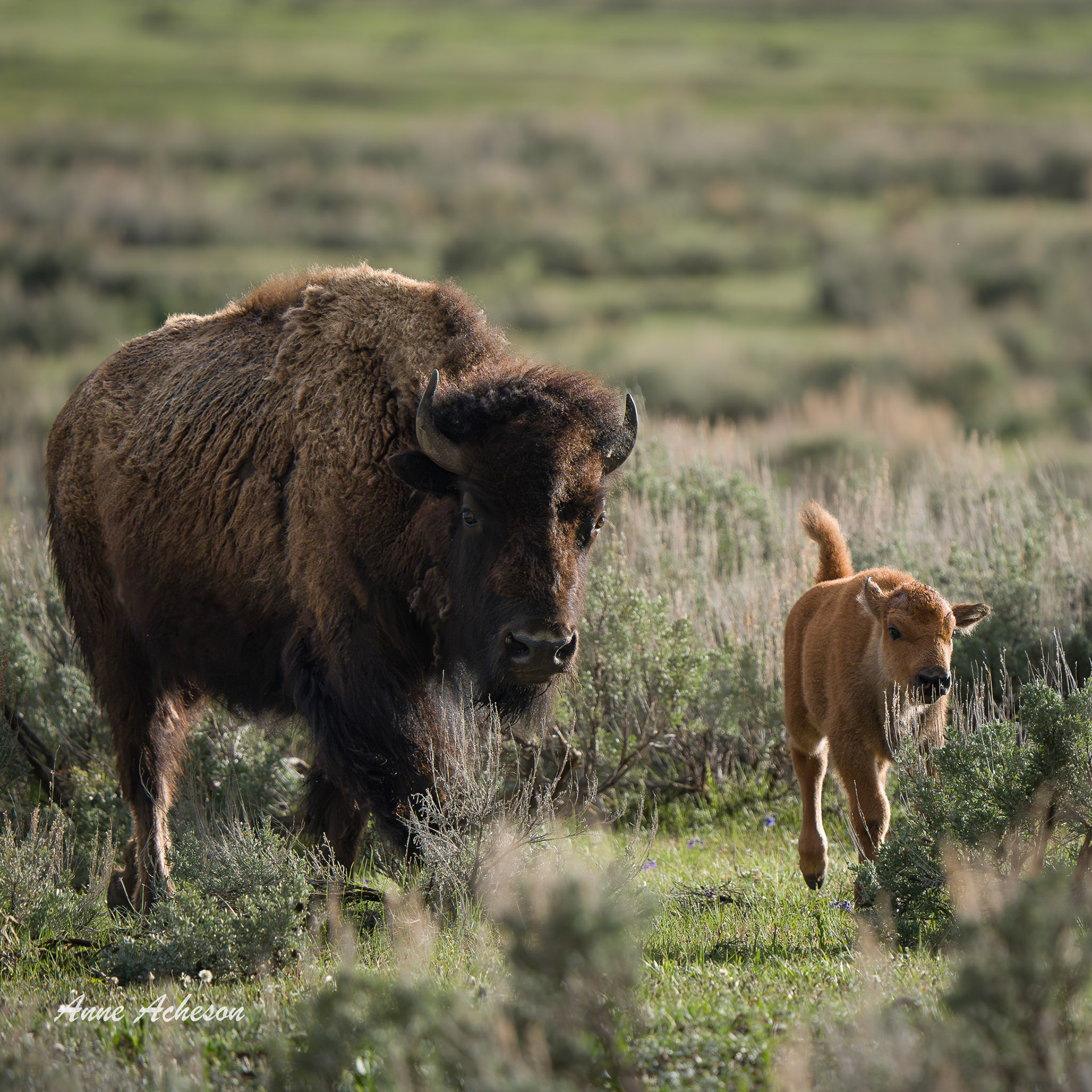Bison and Calf - 26059