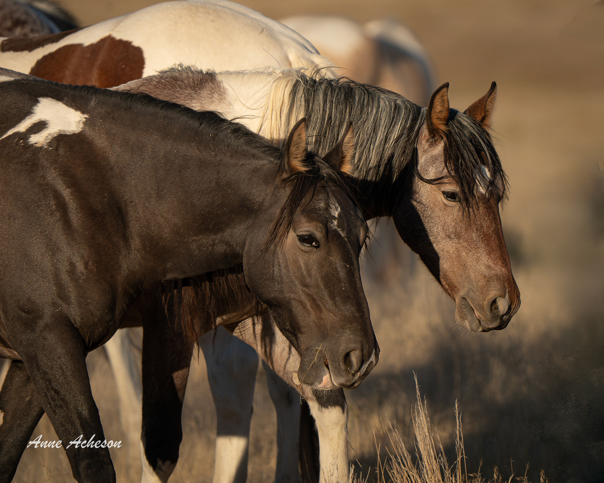 Onaqui Paints - 25048