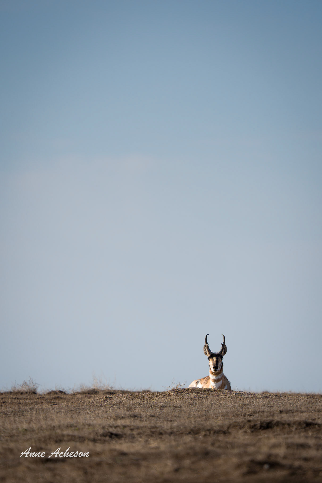 Lone Pronghorn - 26052