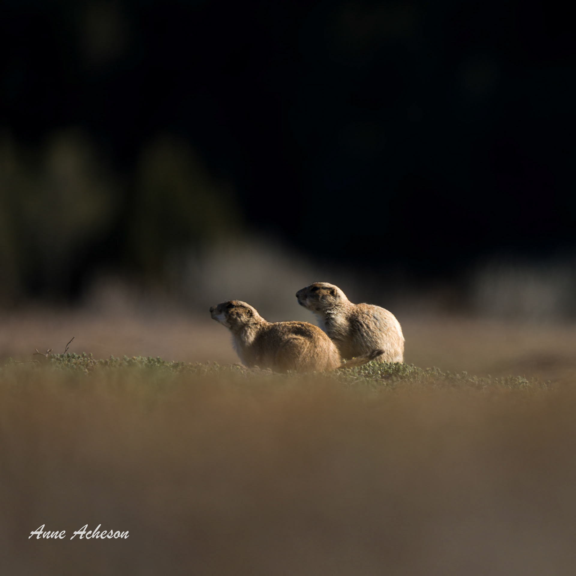 Friends - 26032