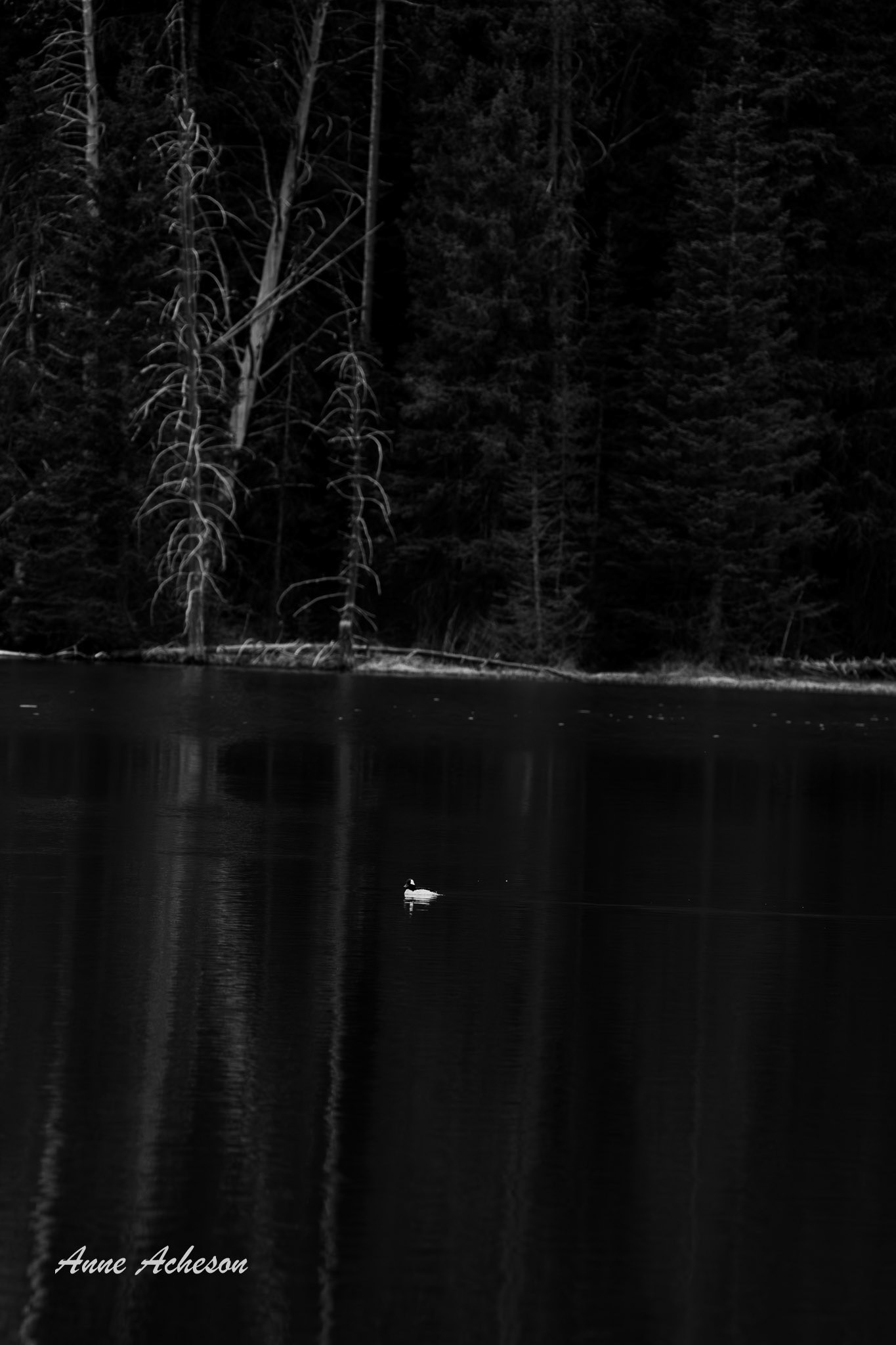 Bufflehead - 25097