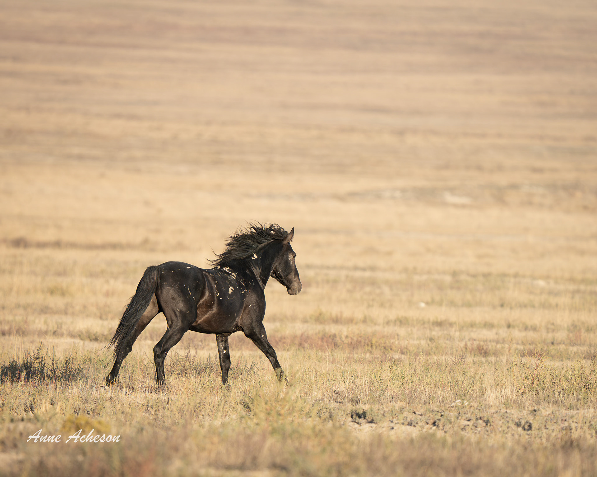 Onaqui Stallion - 25025