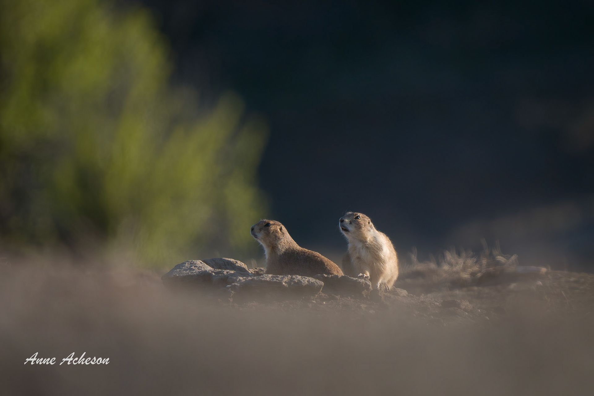 Prairie Dogs - 26050