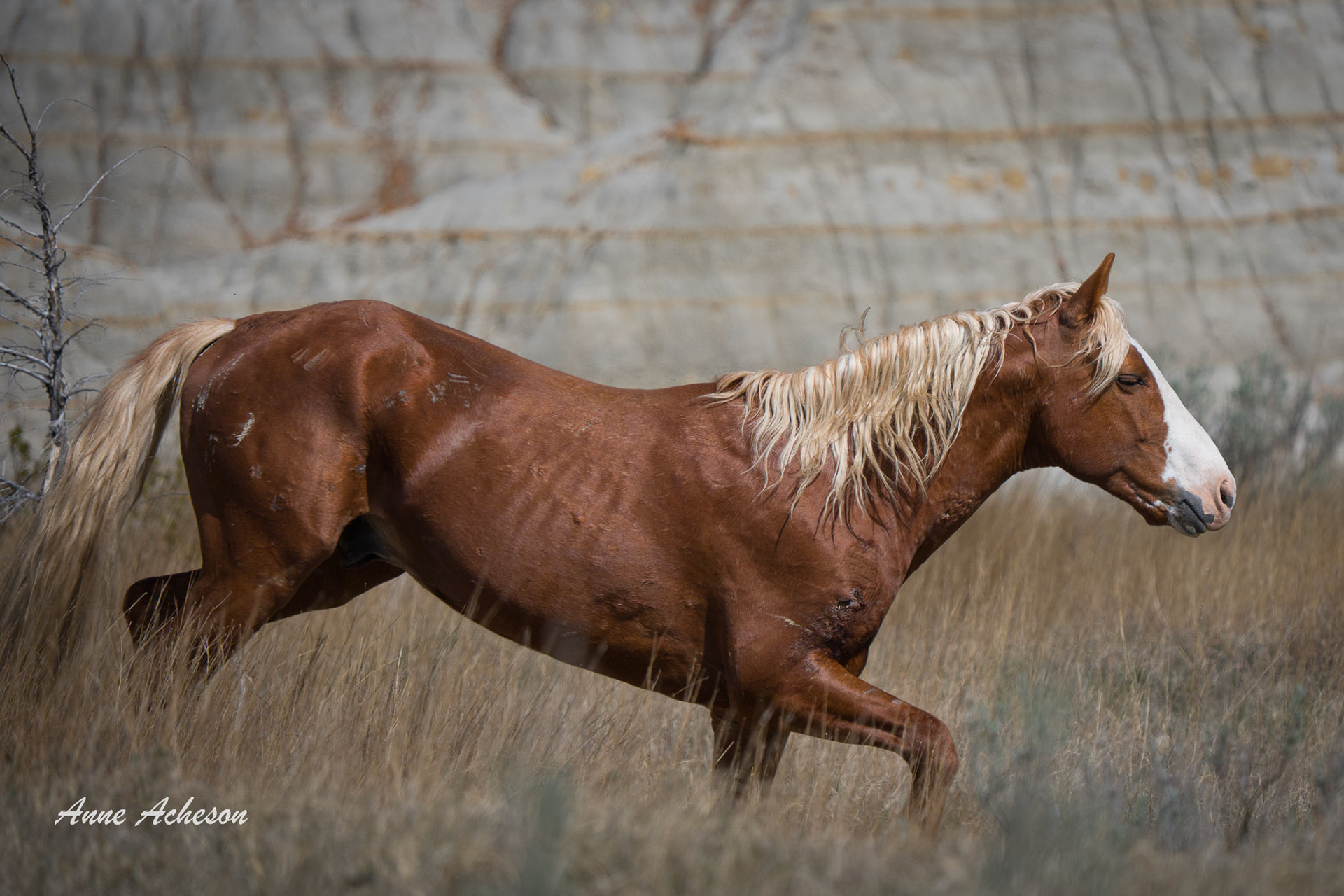 Wild Stallion - 26038
