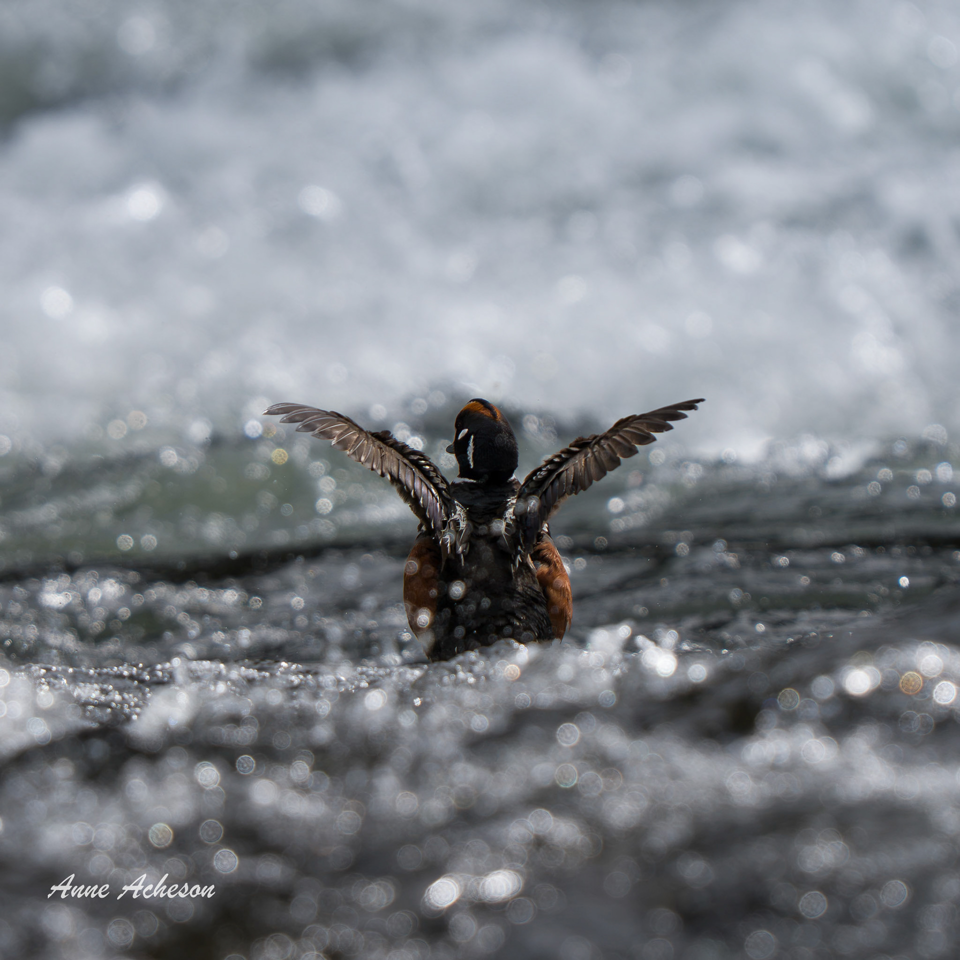 Harlequin Duck - 26068