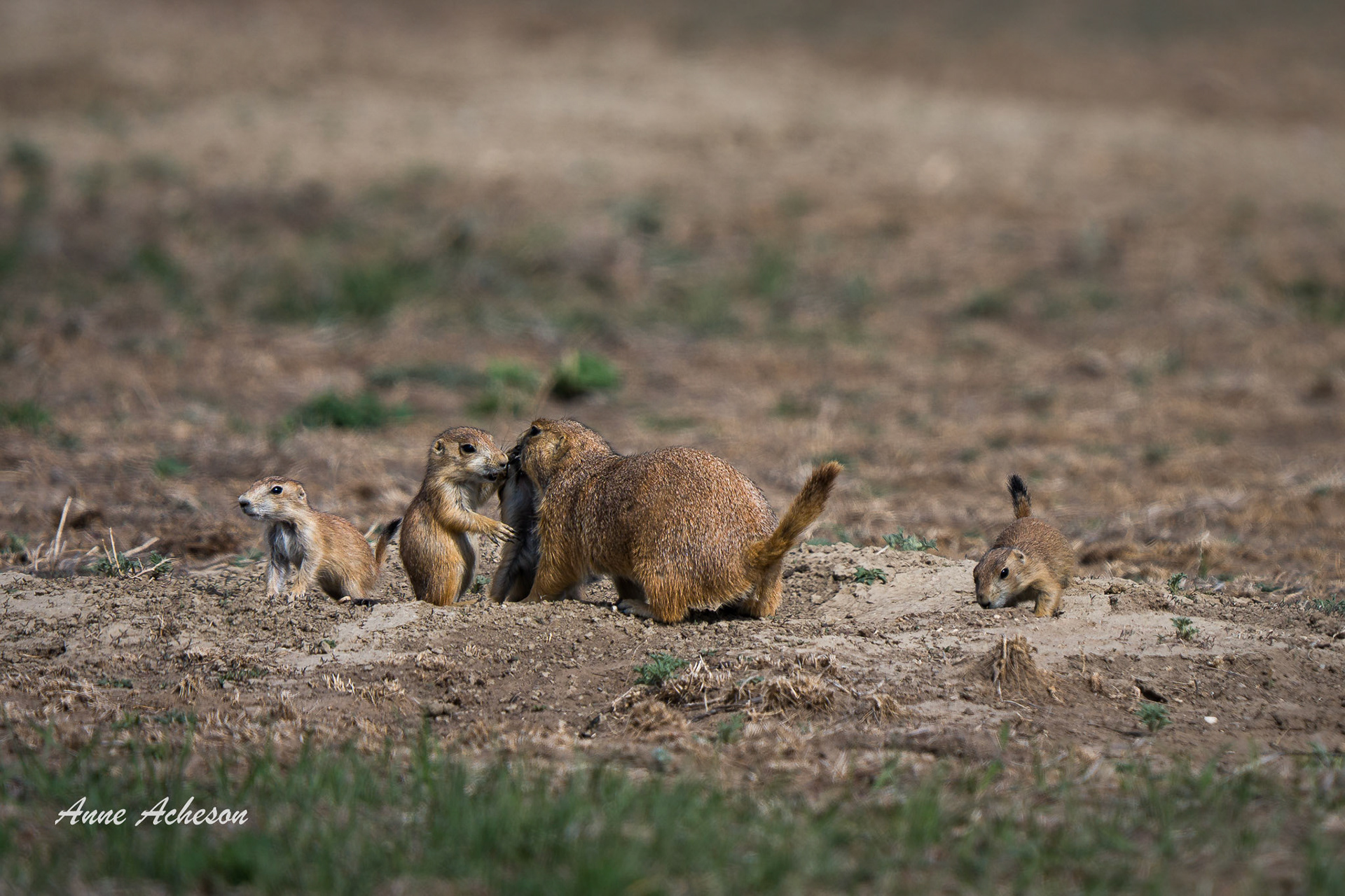 Prairie Dog Family - 26005