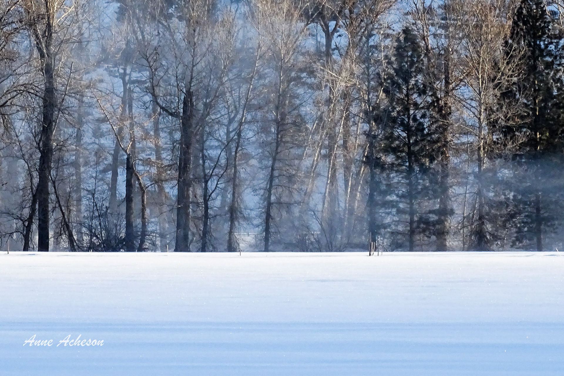 Winter Mist - 19016