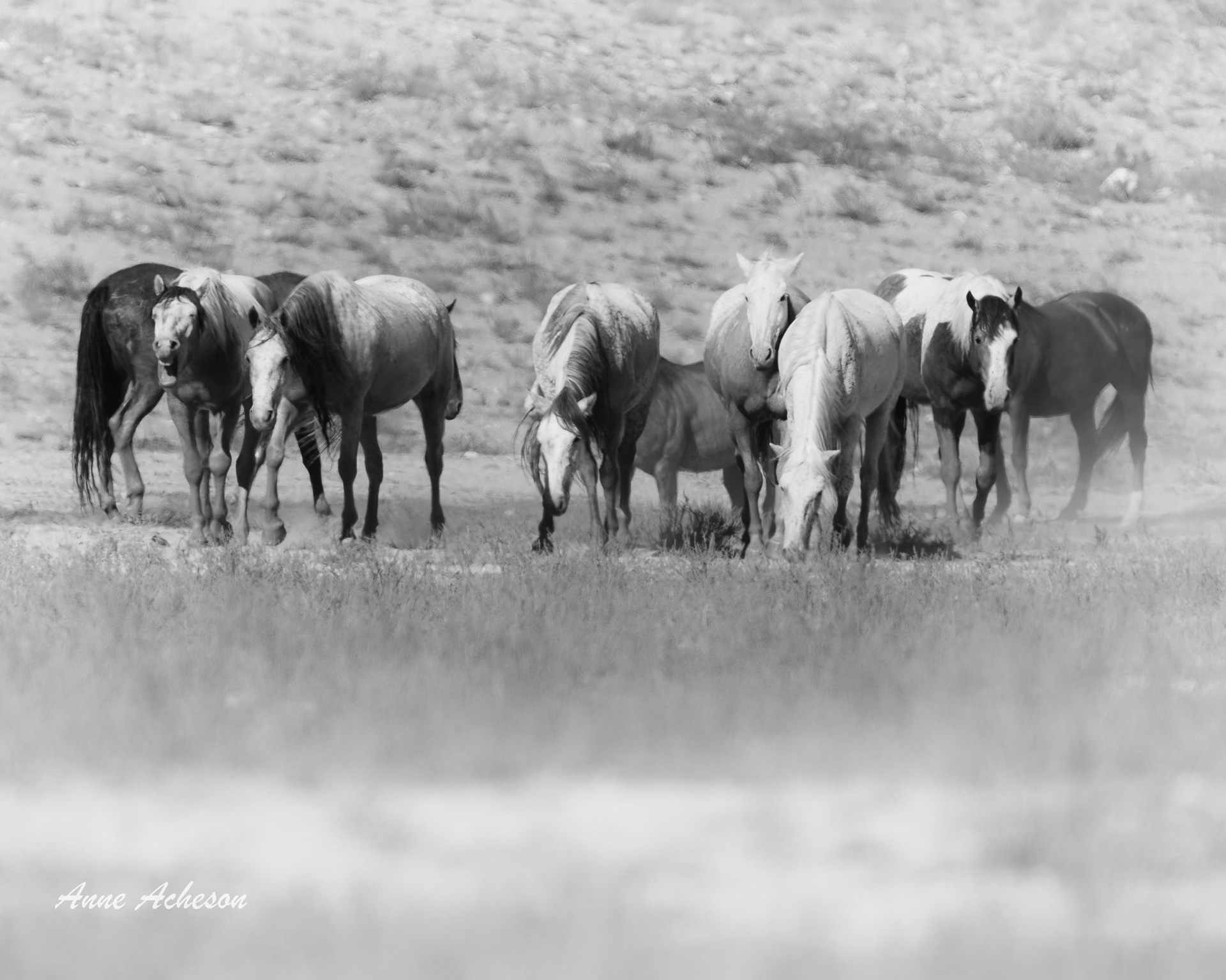 Onaqui Waterhole - 25061
