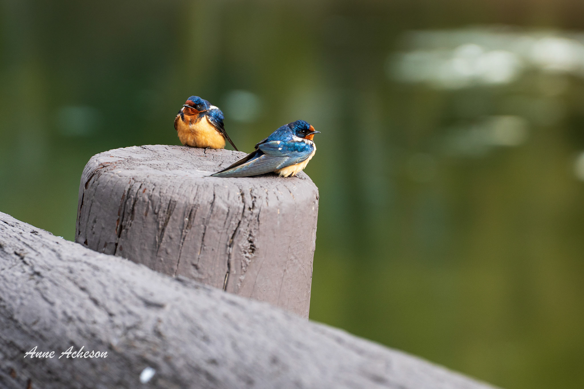 Swallows - 25009