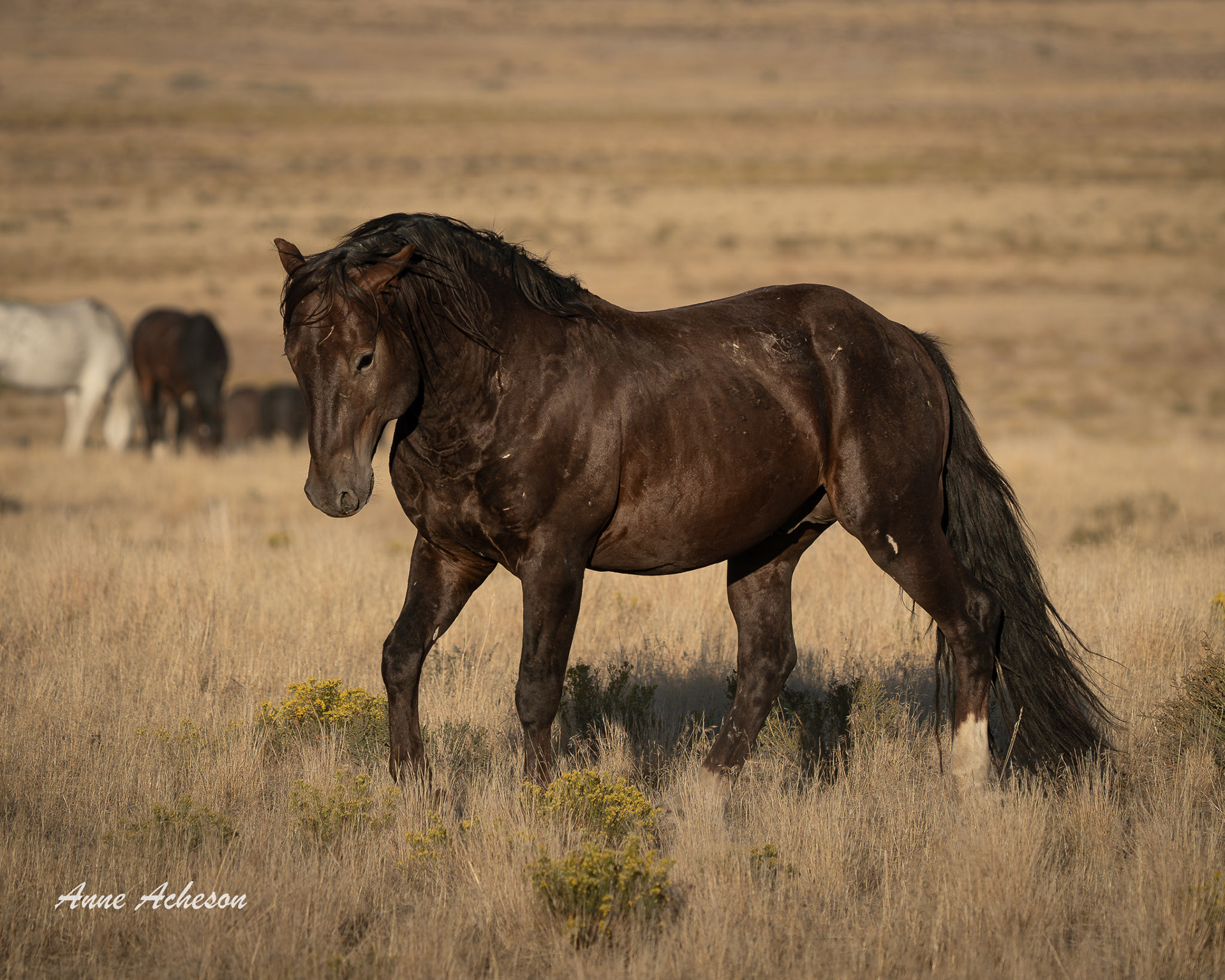 Onaqui Stallion - 25051