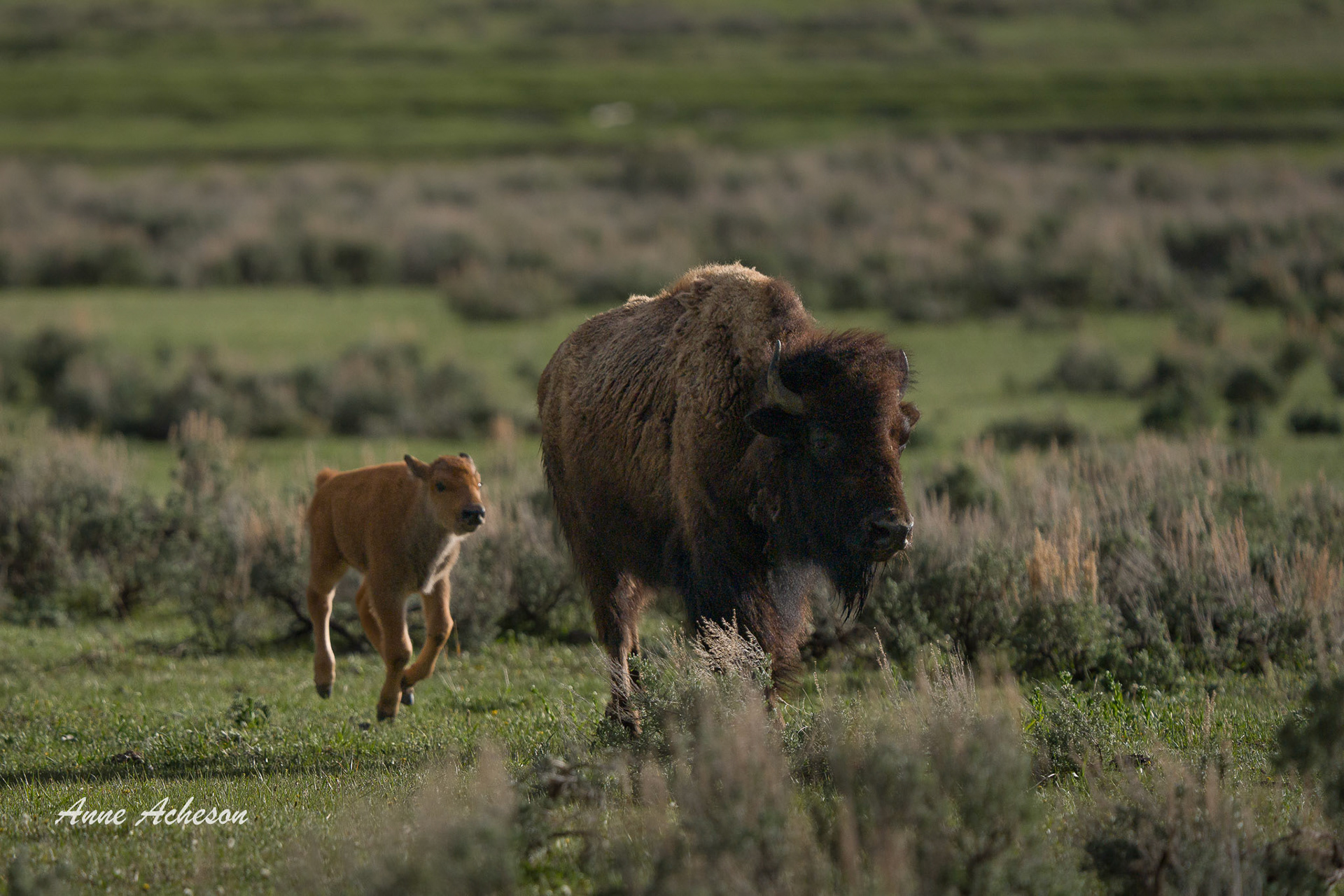Bison and Calf - 26058