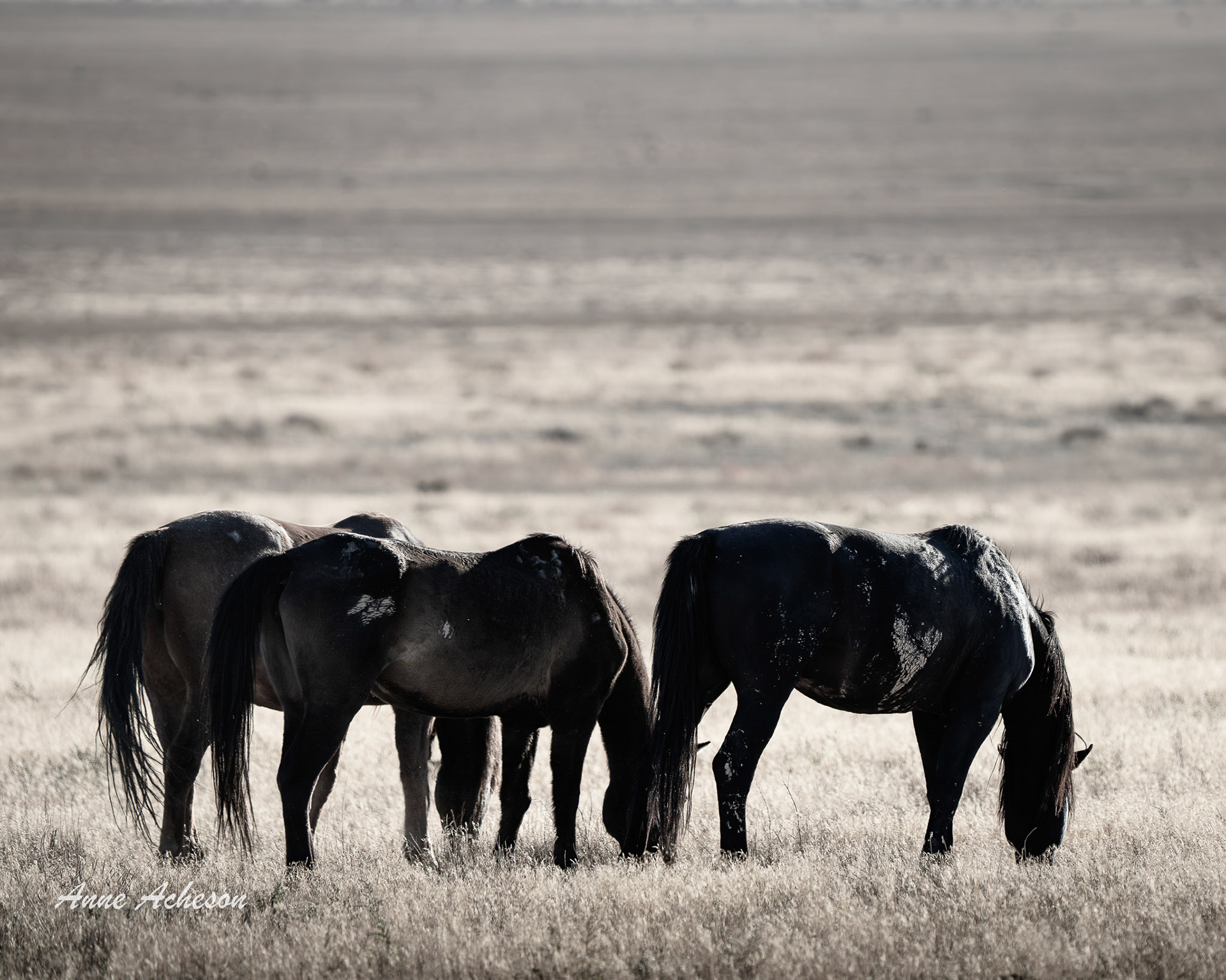 Onaqui Morning Trio - 25067