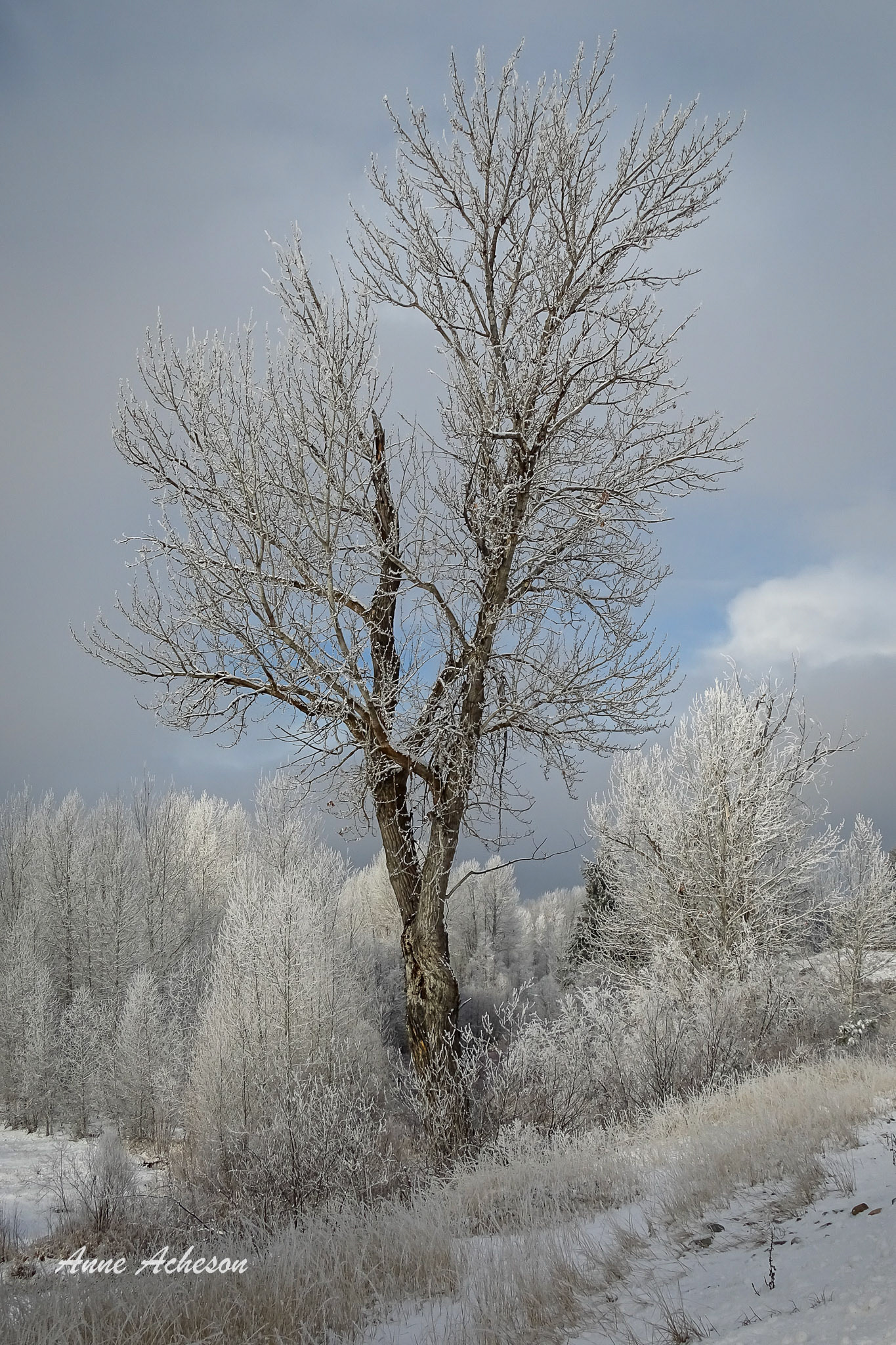 Silver Tree - 19053