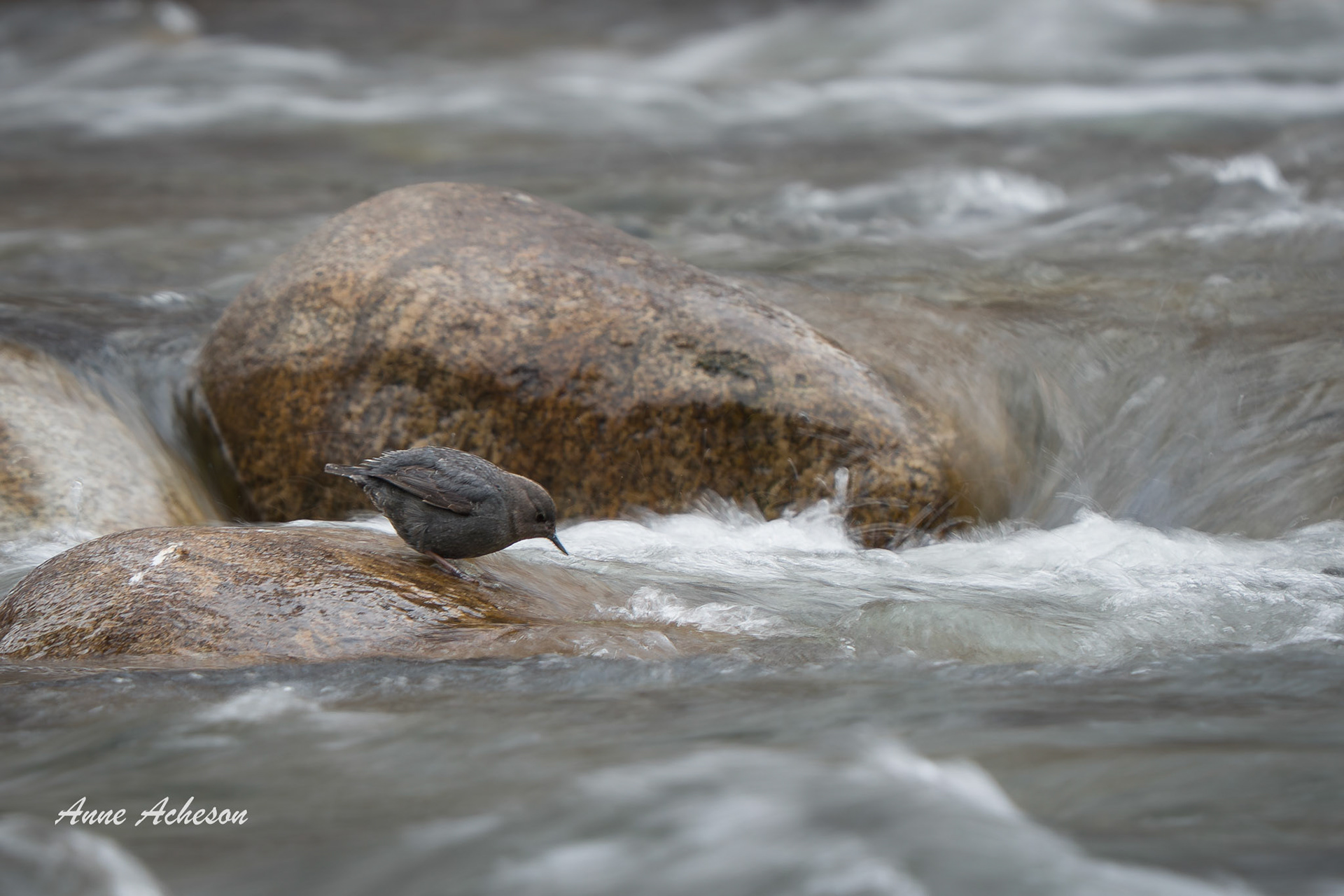 American Dipper - 26079