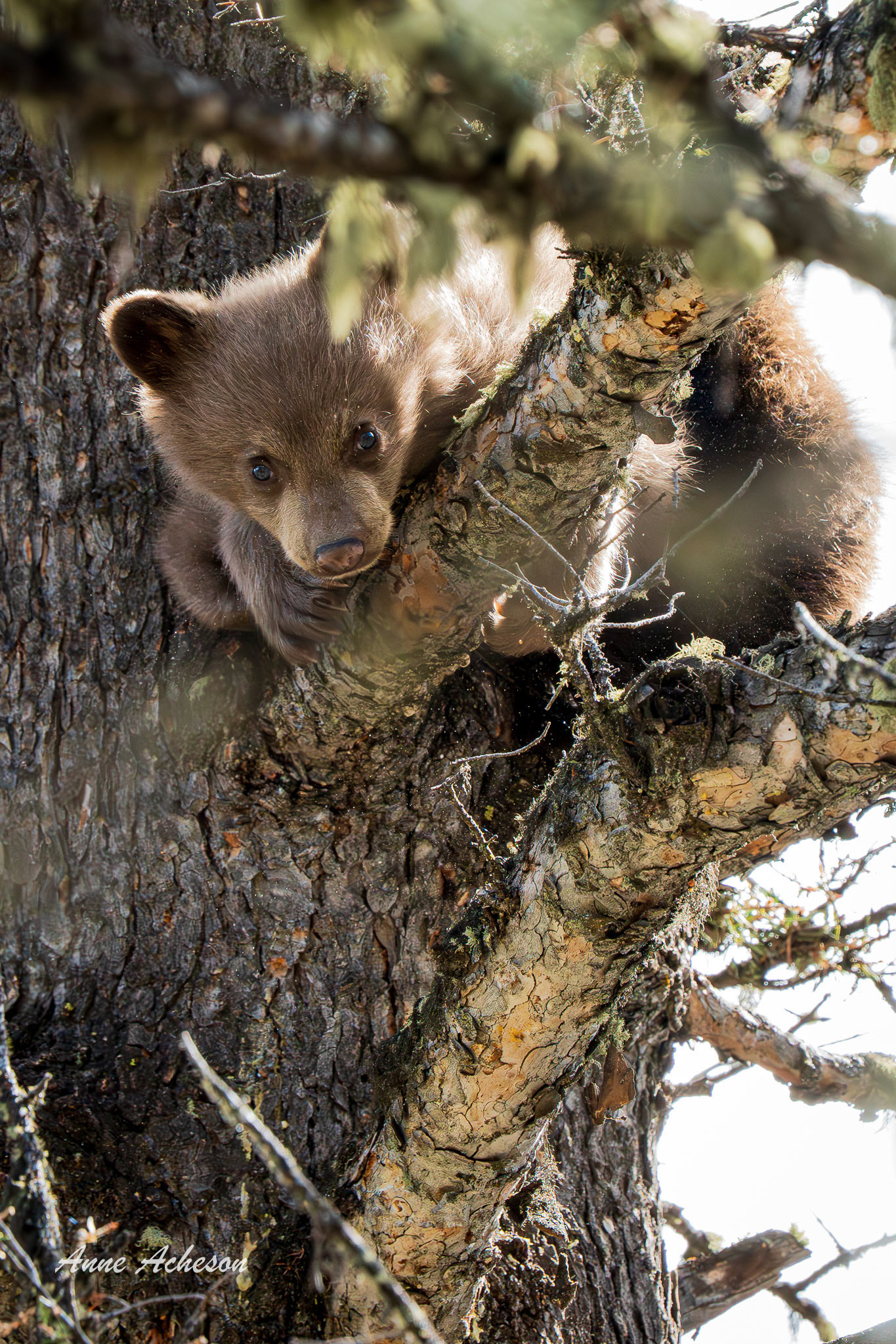 Cinnamon Cub I