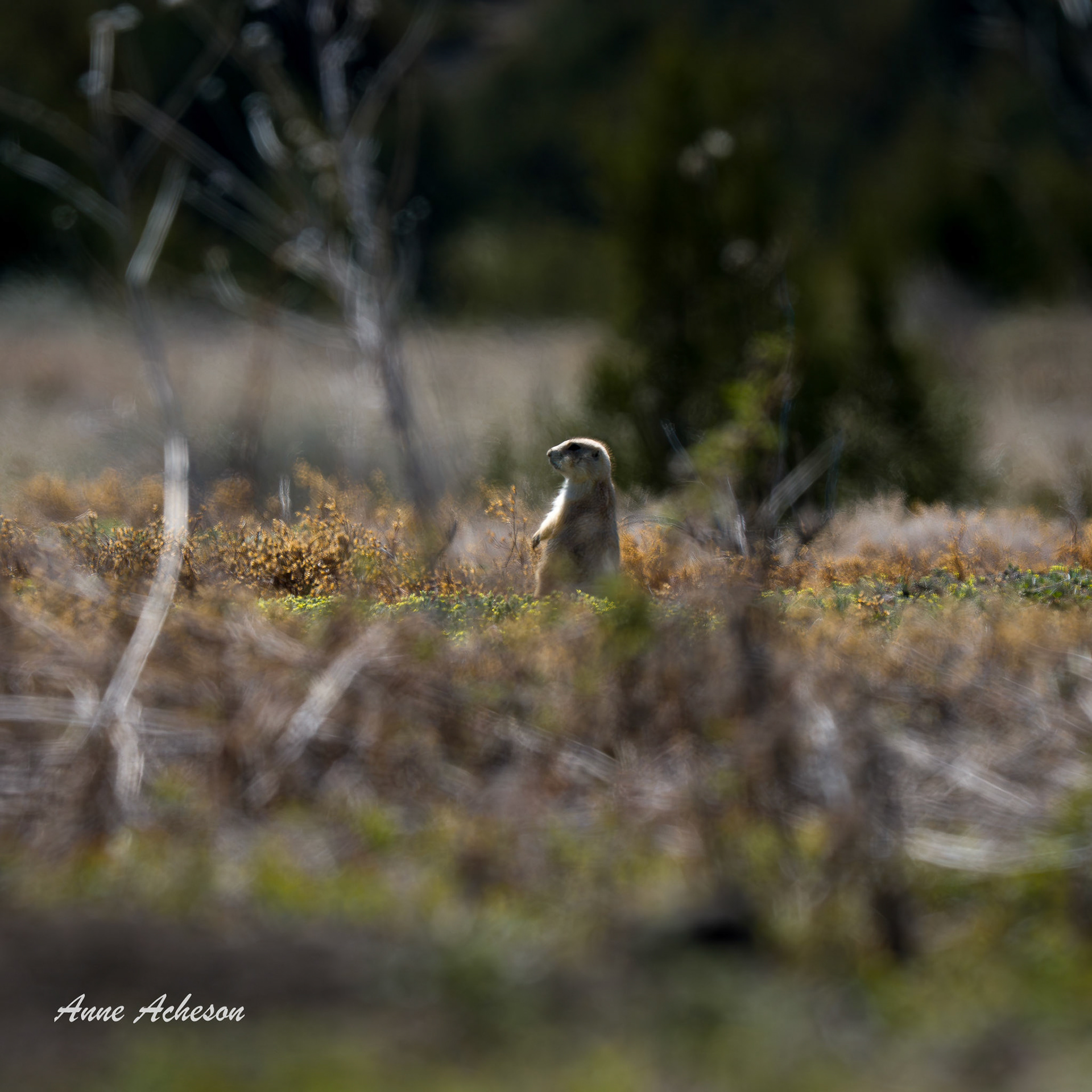 Prairie Dog Lookout - 26026