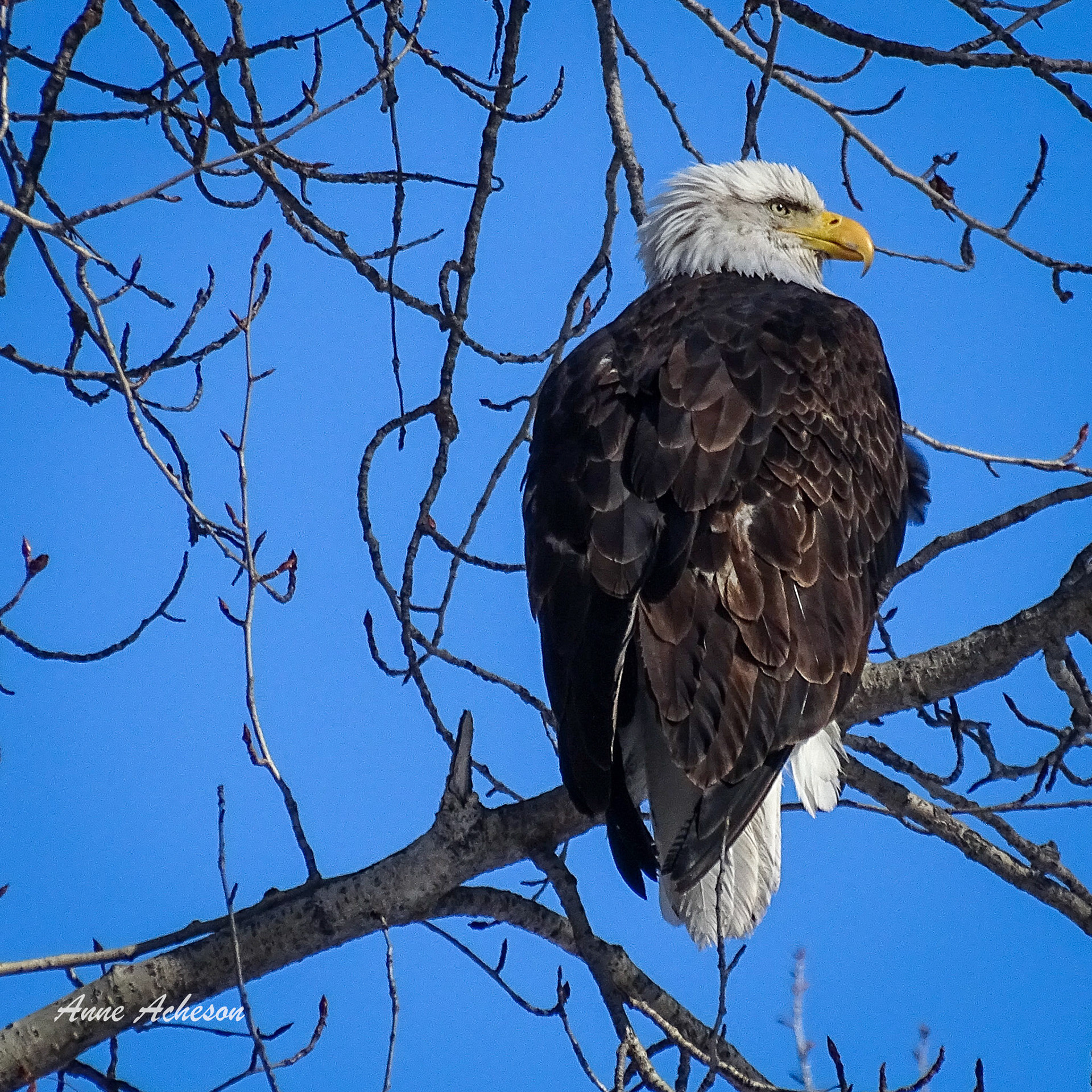 Watching the Trail - 19007