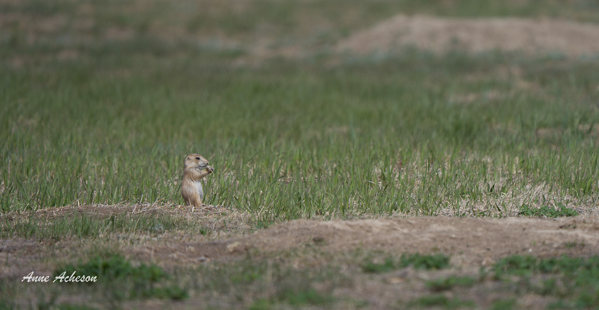Prairie Dog Kid - 26054