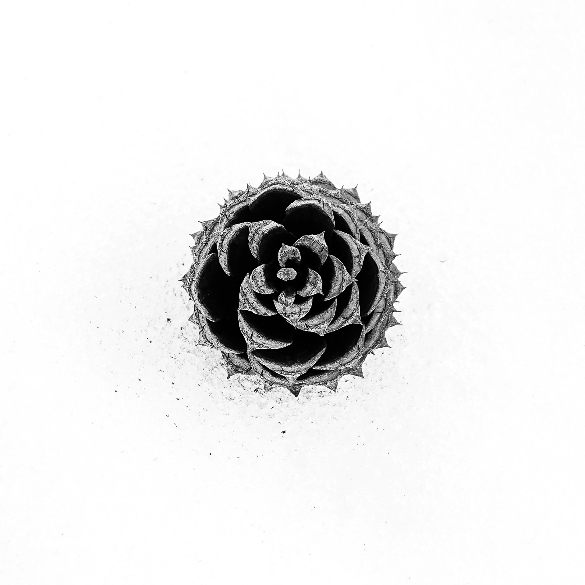 Pinecone I - 23002