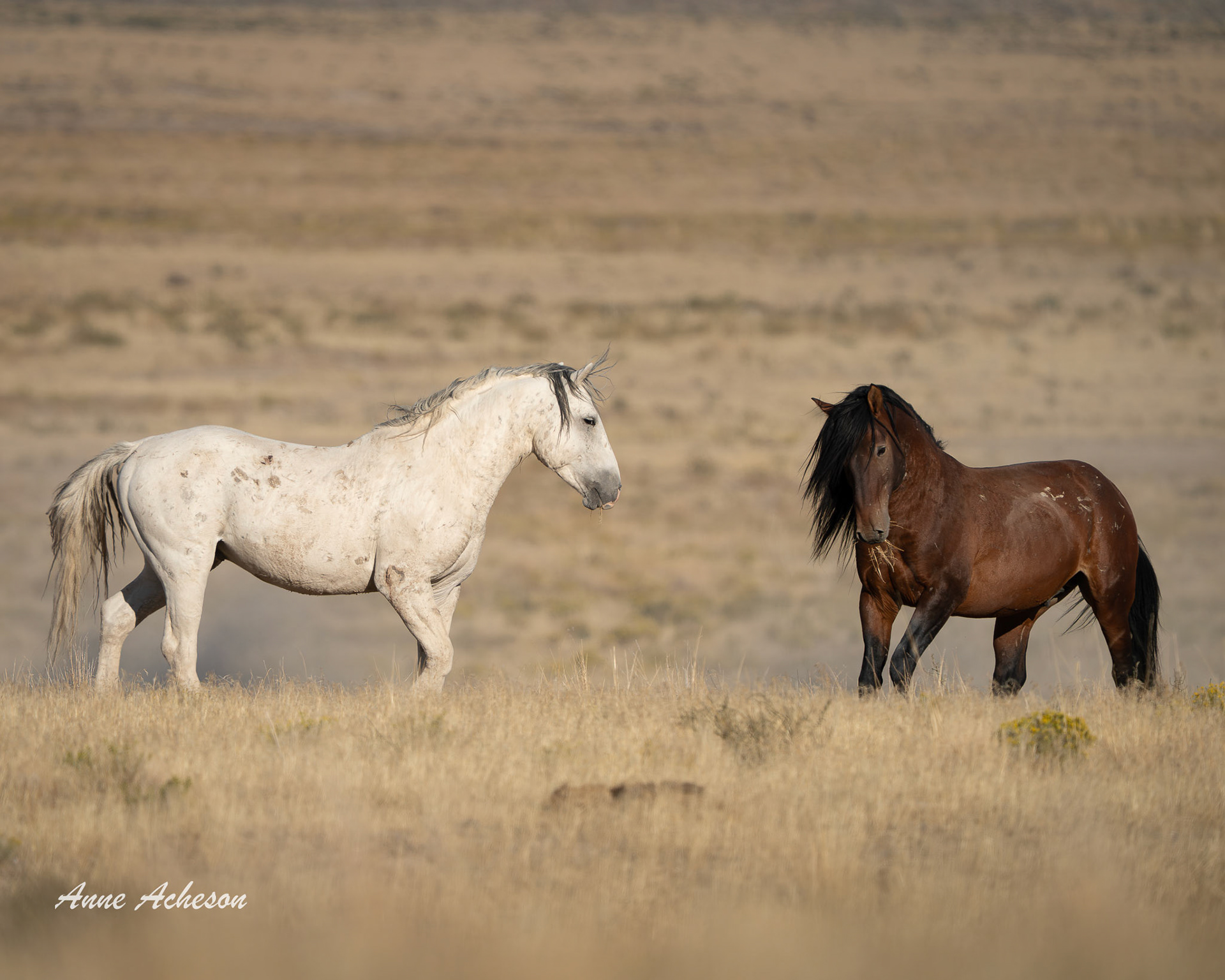 Onaqui Stallions - 25038