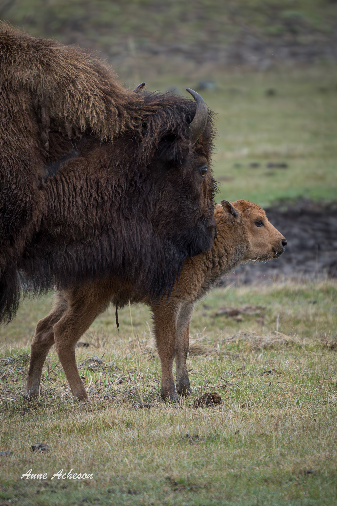 Bison and Calf - 24006