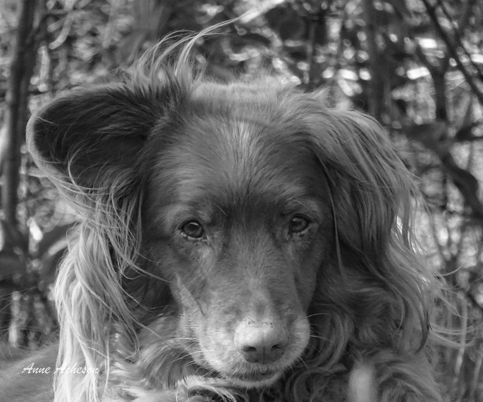 Gintaras Methow Molly