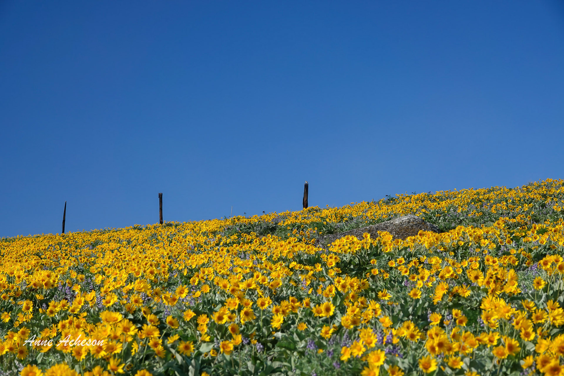 Golden Hills - 21006