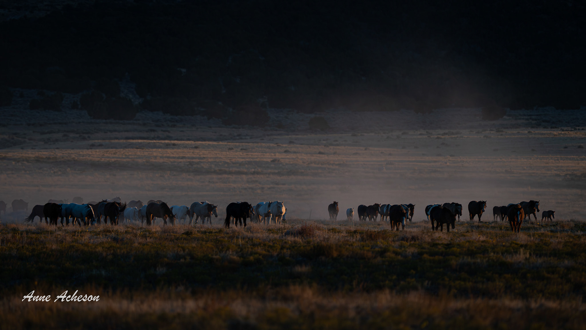 Sunset Herd - 25054W