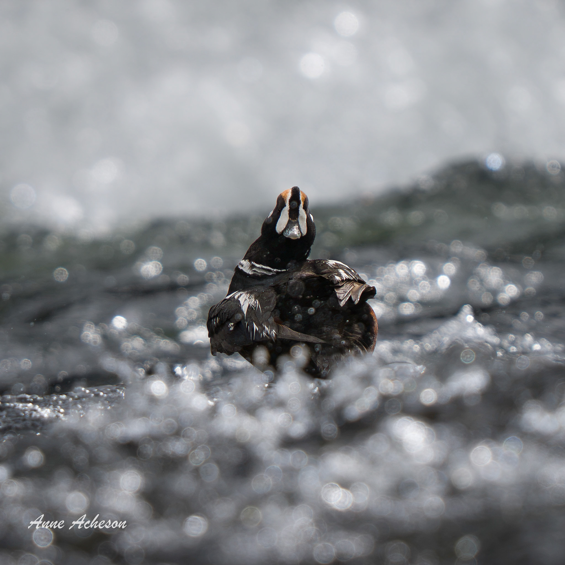 Harlequin Duck - 26067
