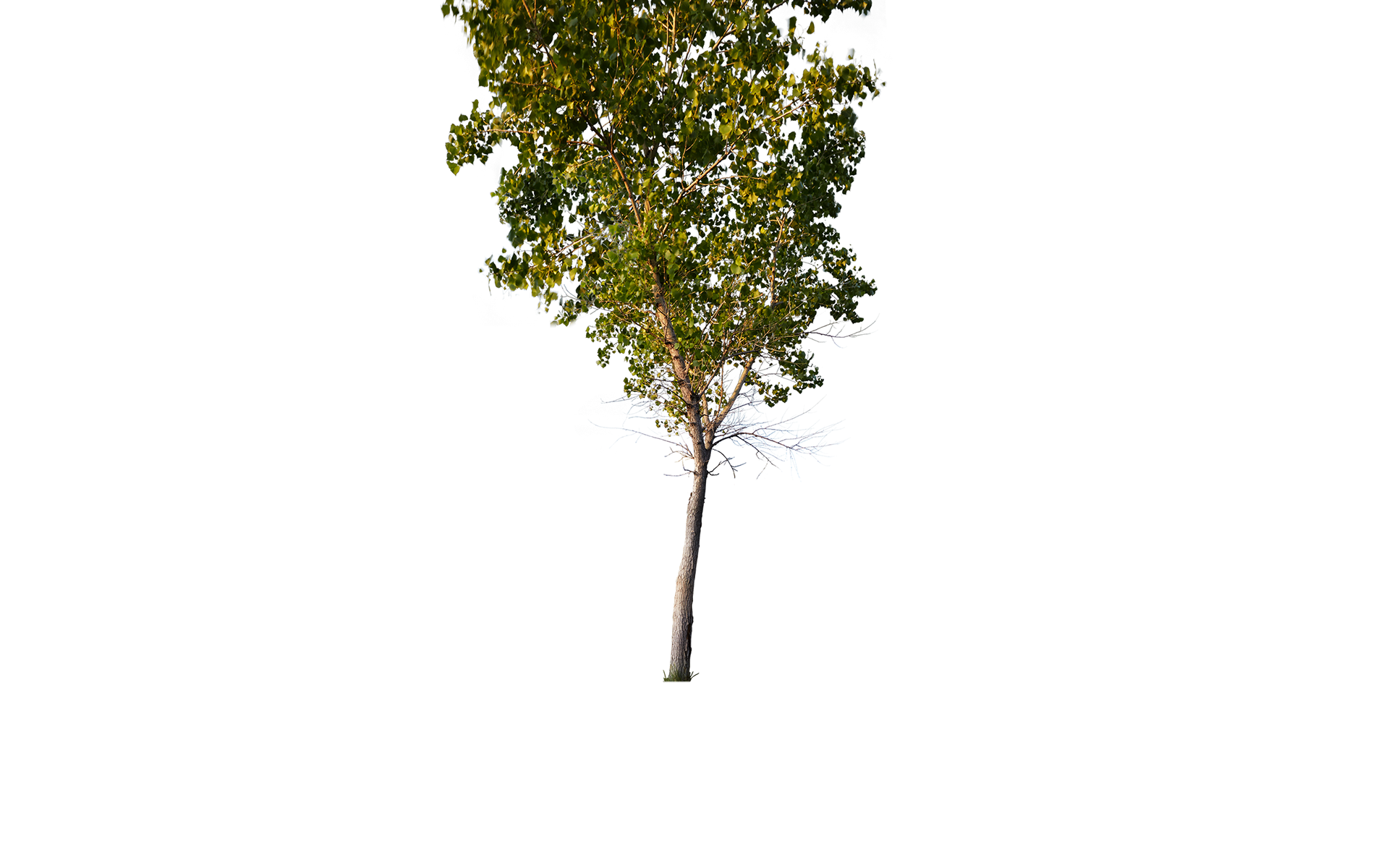Layer 2 - Tree