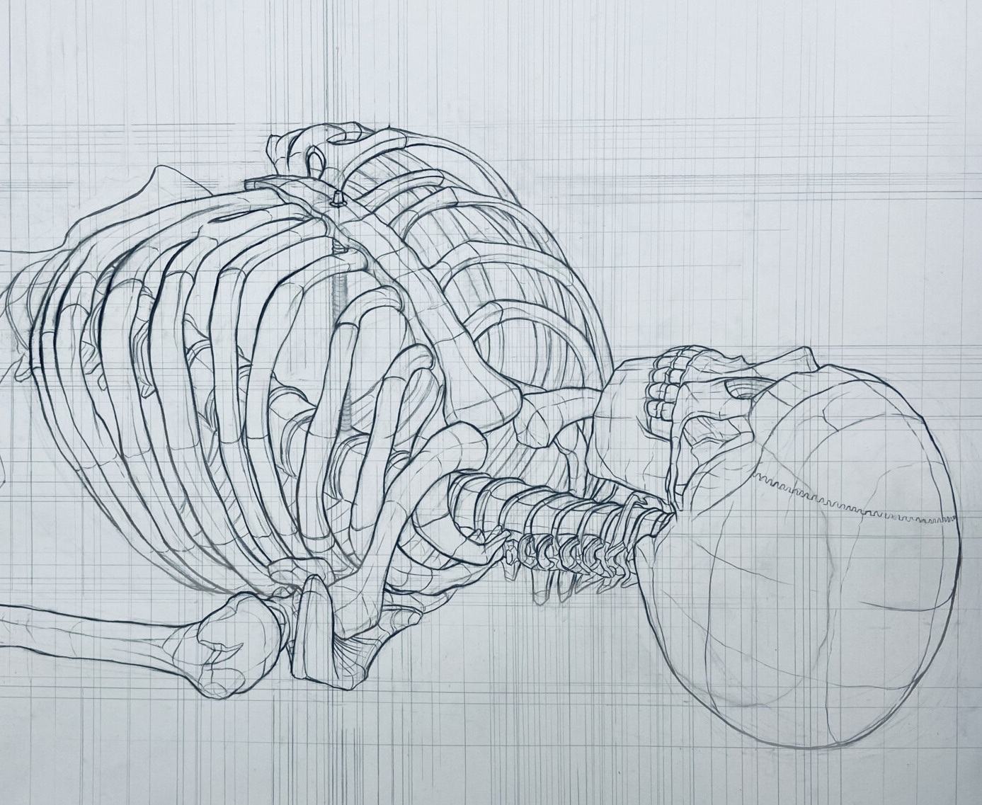 Skeleton Proportion Study