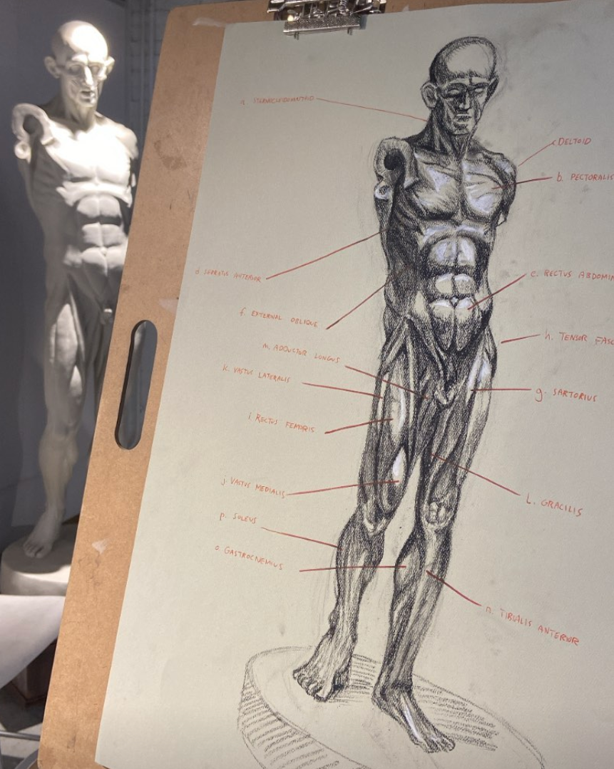 Observational Anatomy Study