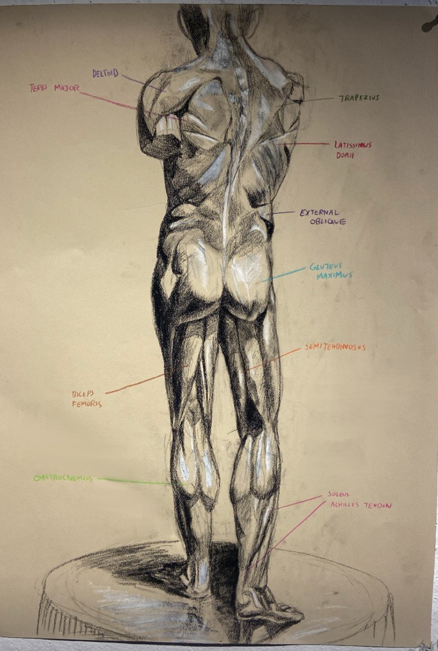 Charcoal Anatomy Study