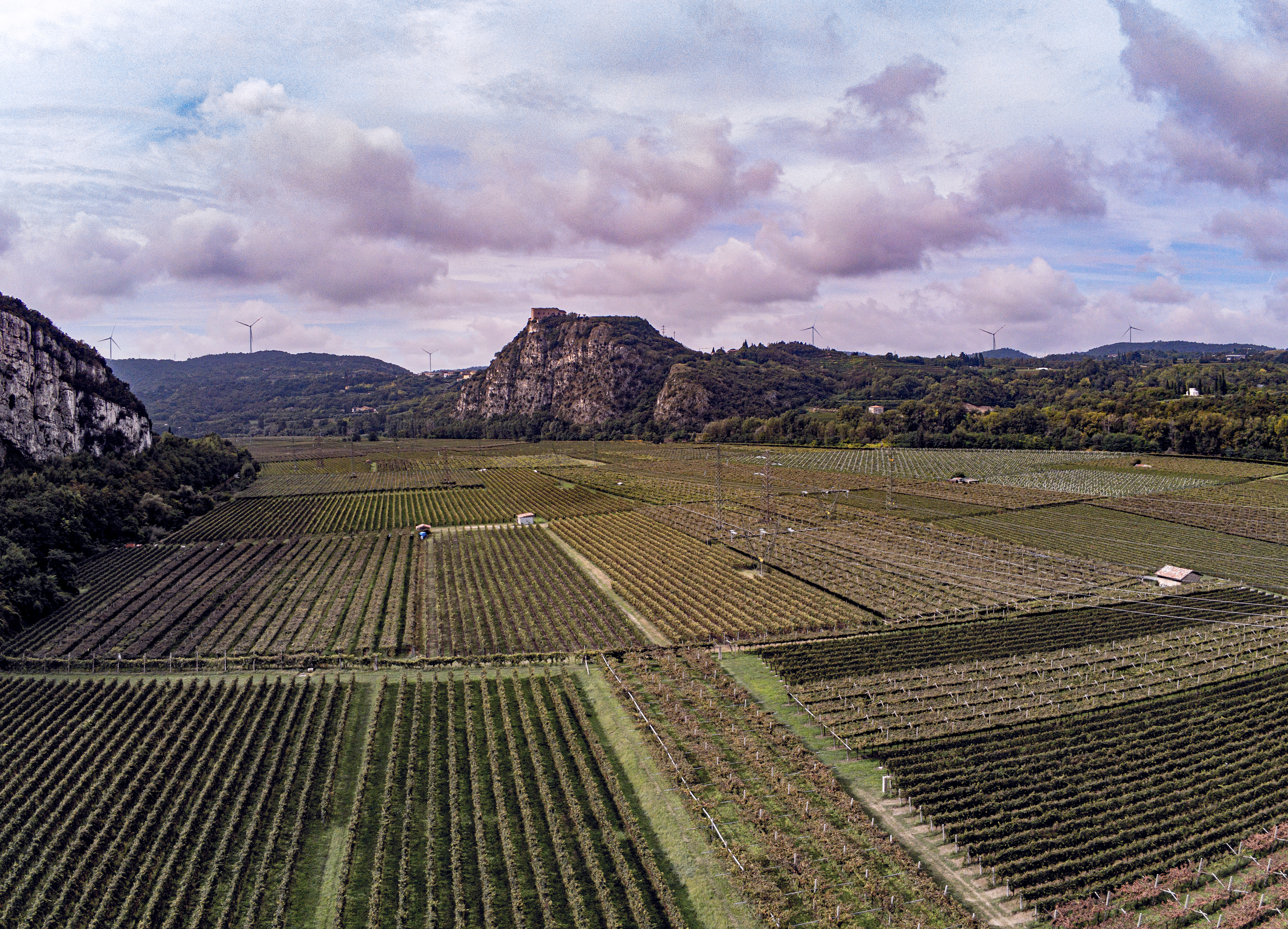 Intensive wine farming in Veneto, Italy