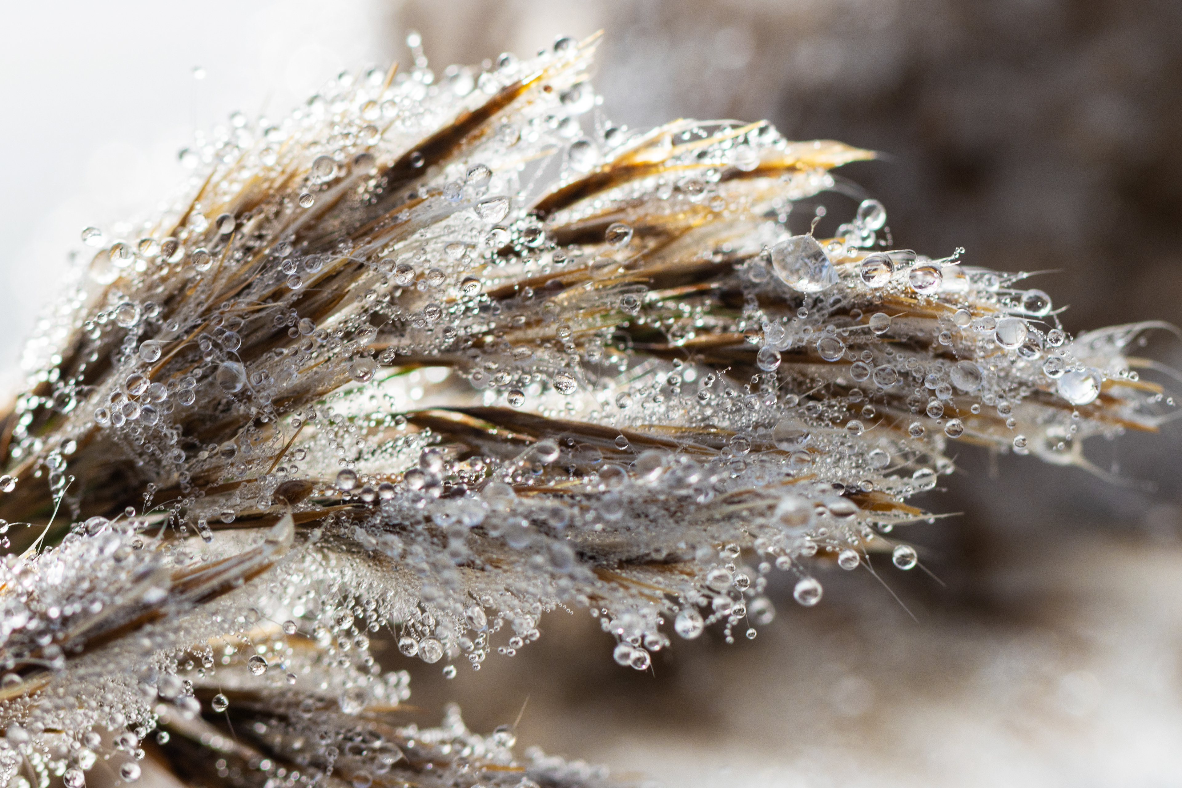 Circular drops of moisture are visible on a wispy plant.