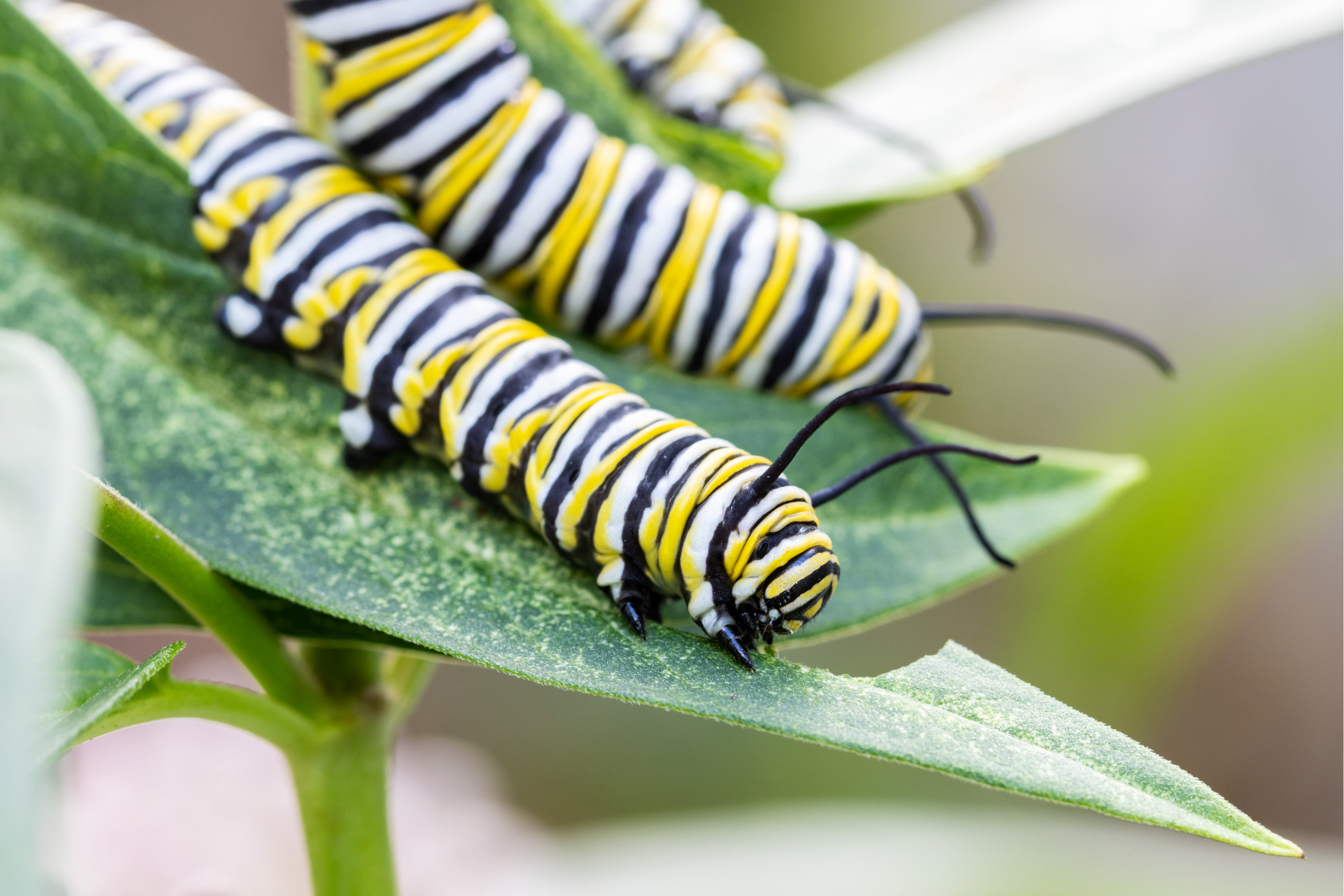 A black, white, and yellow striped caterpillar eats a green leaf.