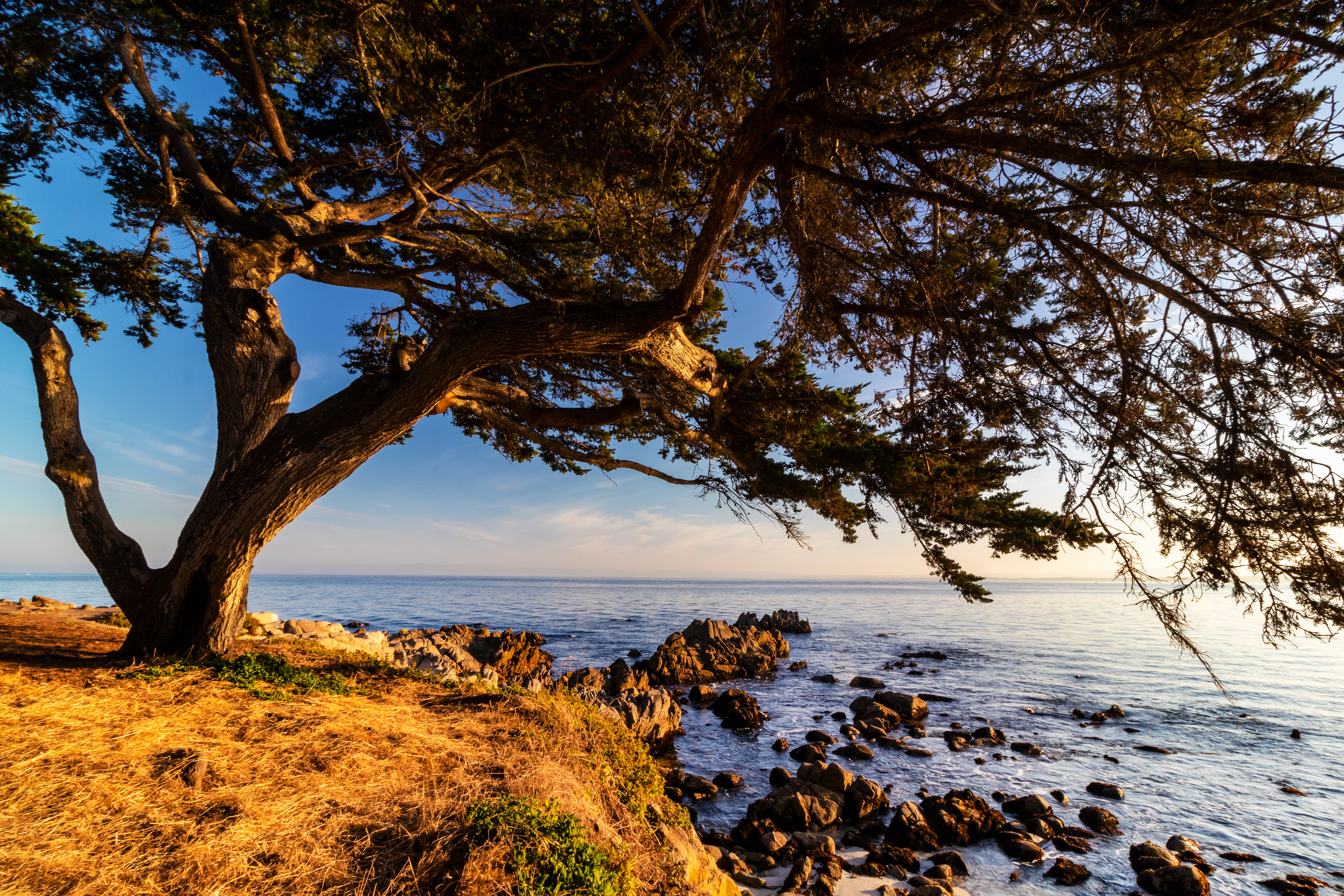 A sprawling cypress tree at the edge of a rocky coast.