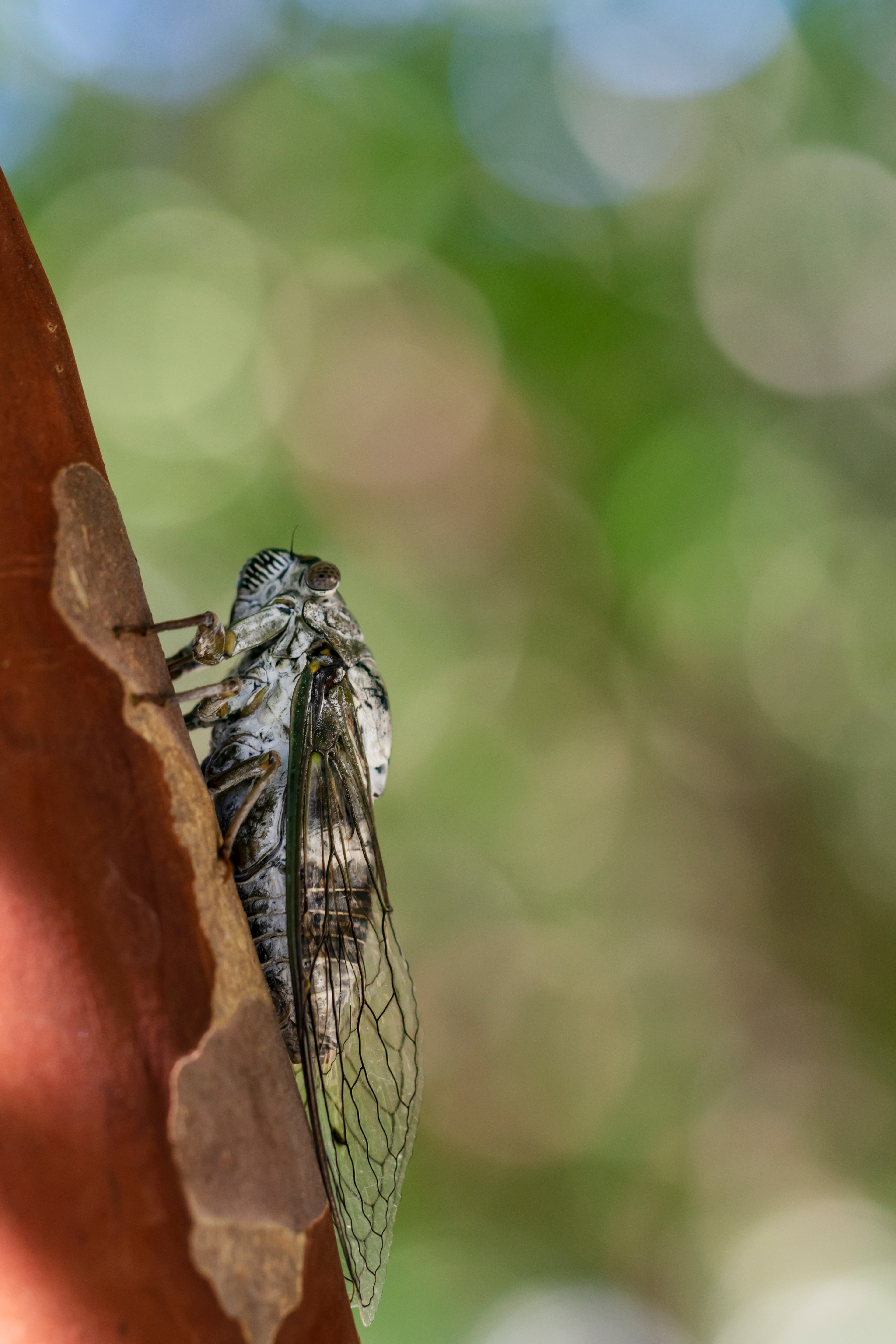 A whitish flying insect rests on a tree branch.