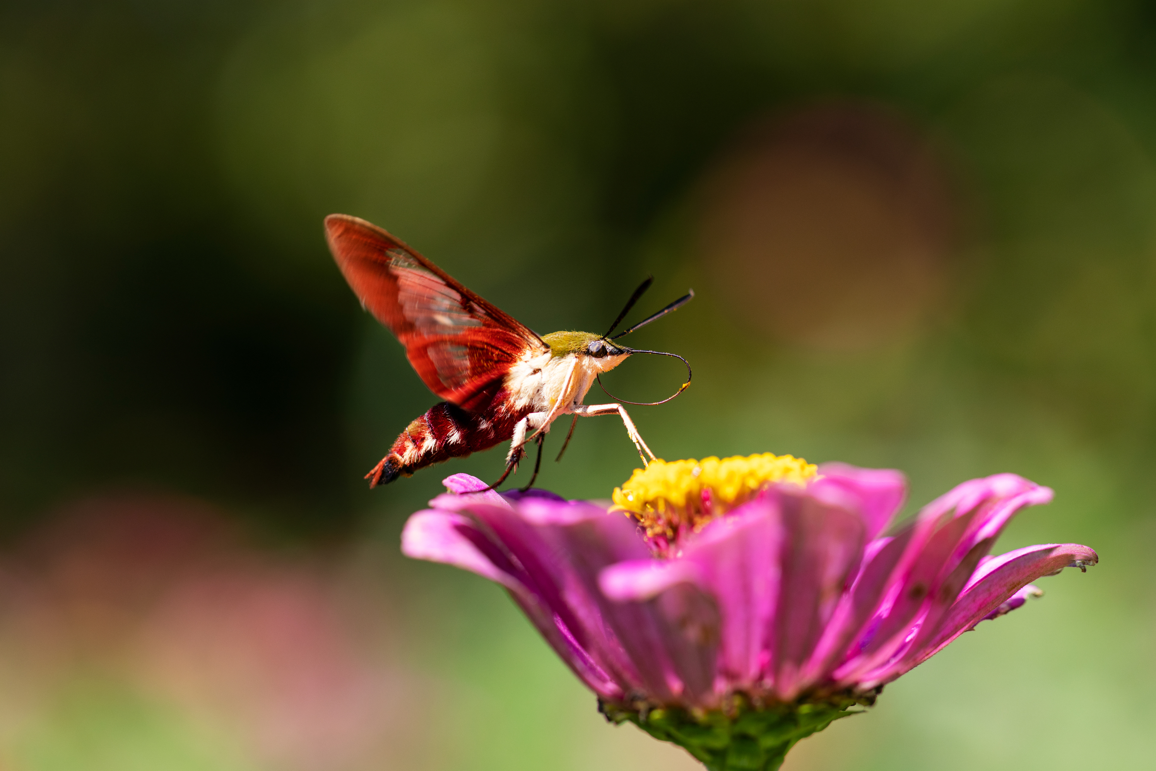 A large red, white, and green moth sits on top of a bright pink and yellow zinnia flower.