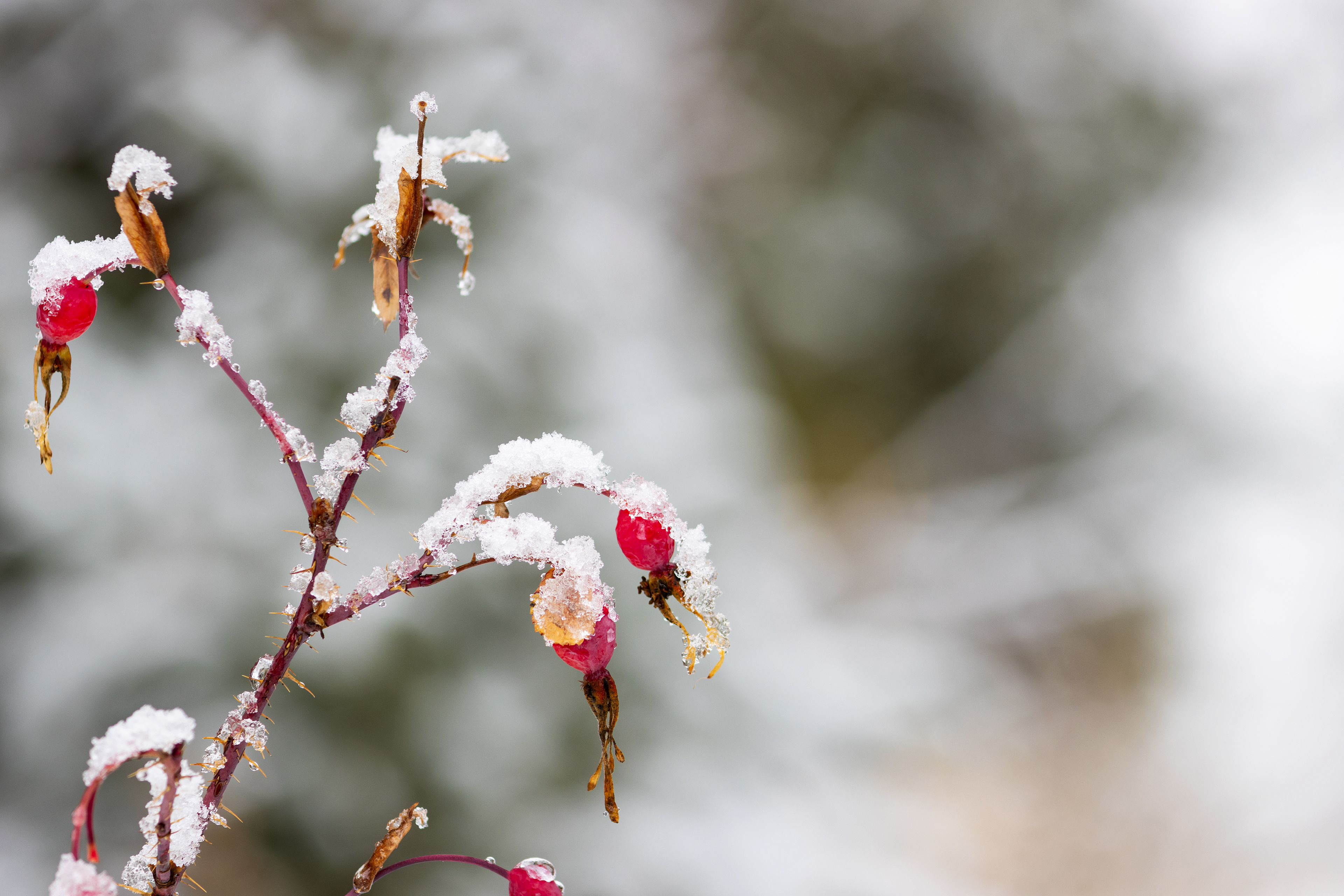 Red snow-covered berries on a thorny plant.