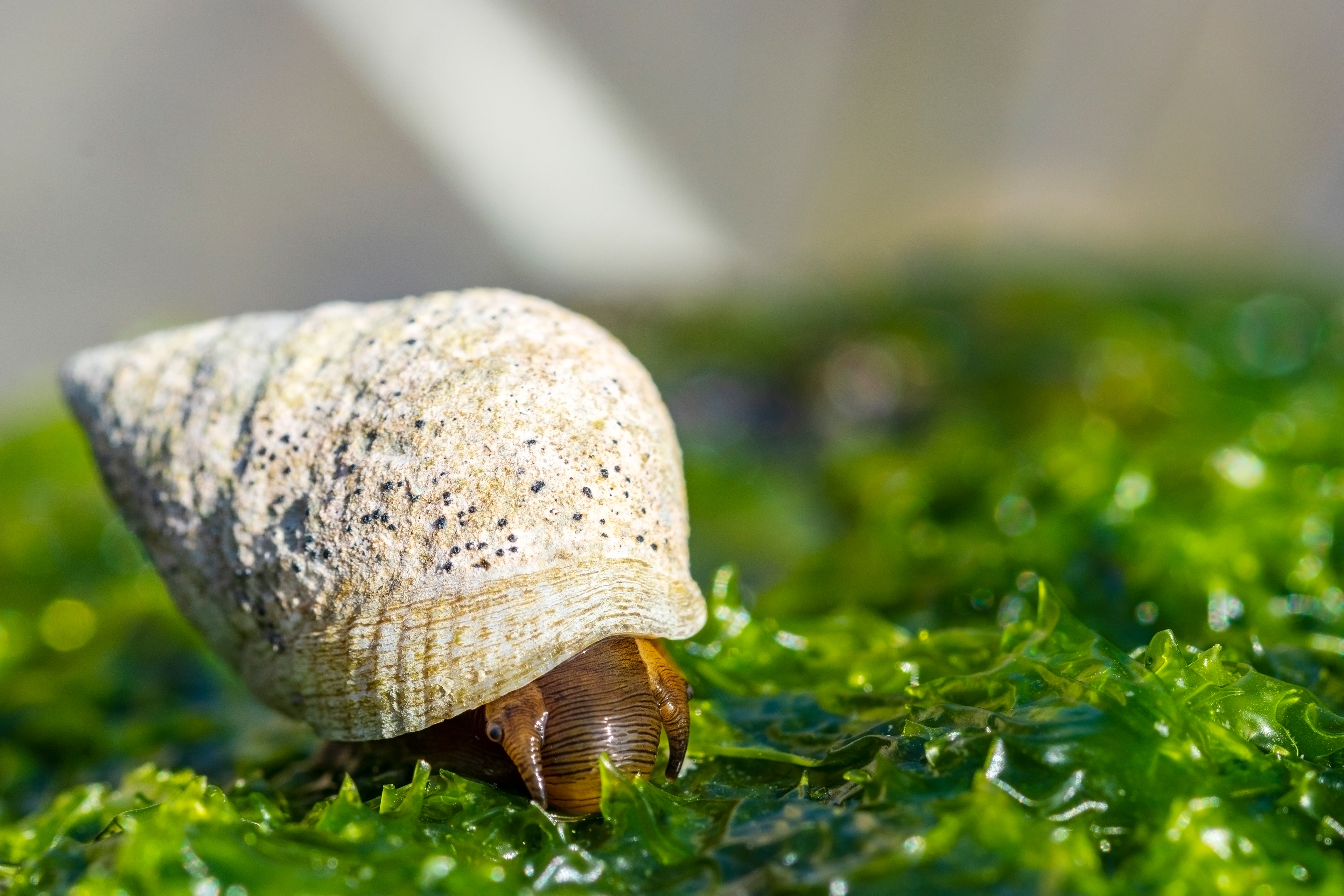 A small brown snail with a rocky looking shell walks on green seaweed.